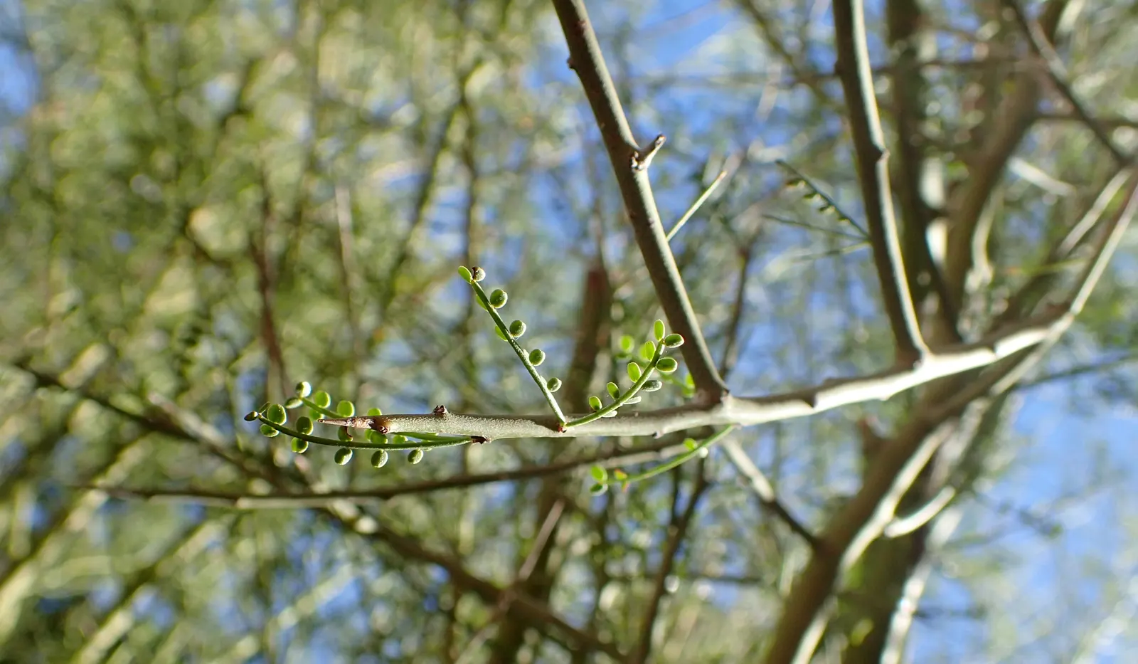 Foothills Palo Verde (Parkinsonia Microphylla) — and vibrant yellow blooms in late spring; drought-tolerant option for sustainable landscaping