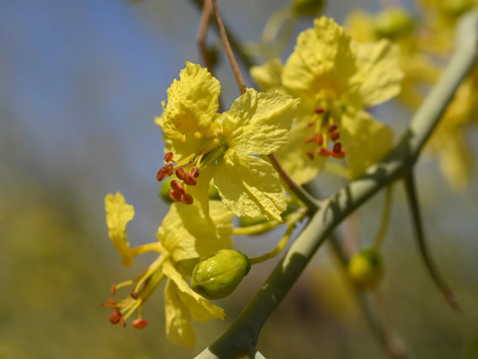Foothills Palo Verde (Parkinsonia Microphylla) — It reaches up to 20 feet in height, with a 20-foot canopy