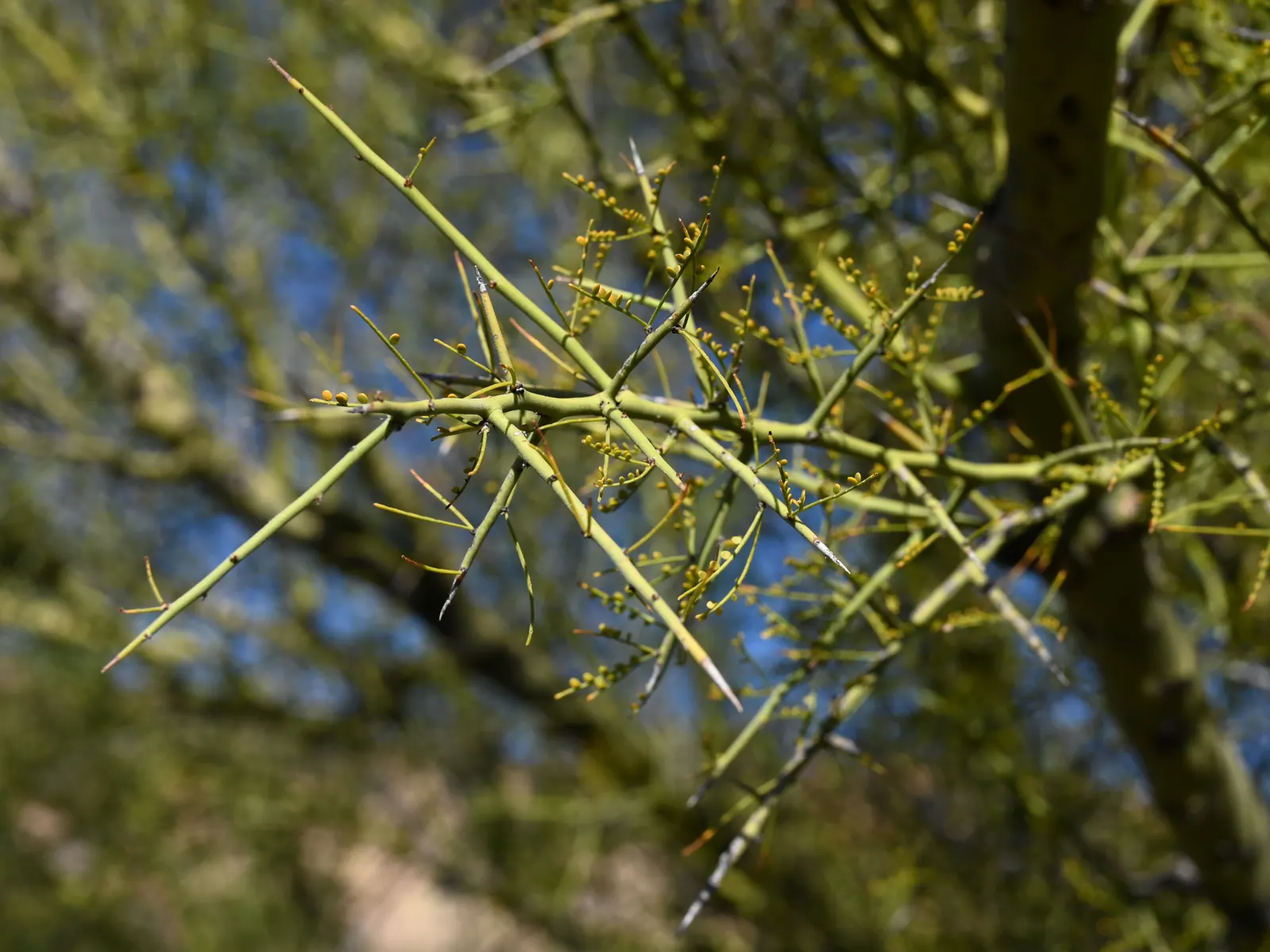 Foothills Palo Verde (Parkinsonia Microphylla) — it requires minimal watering once established