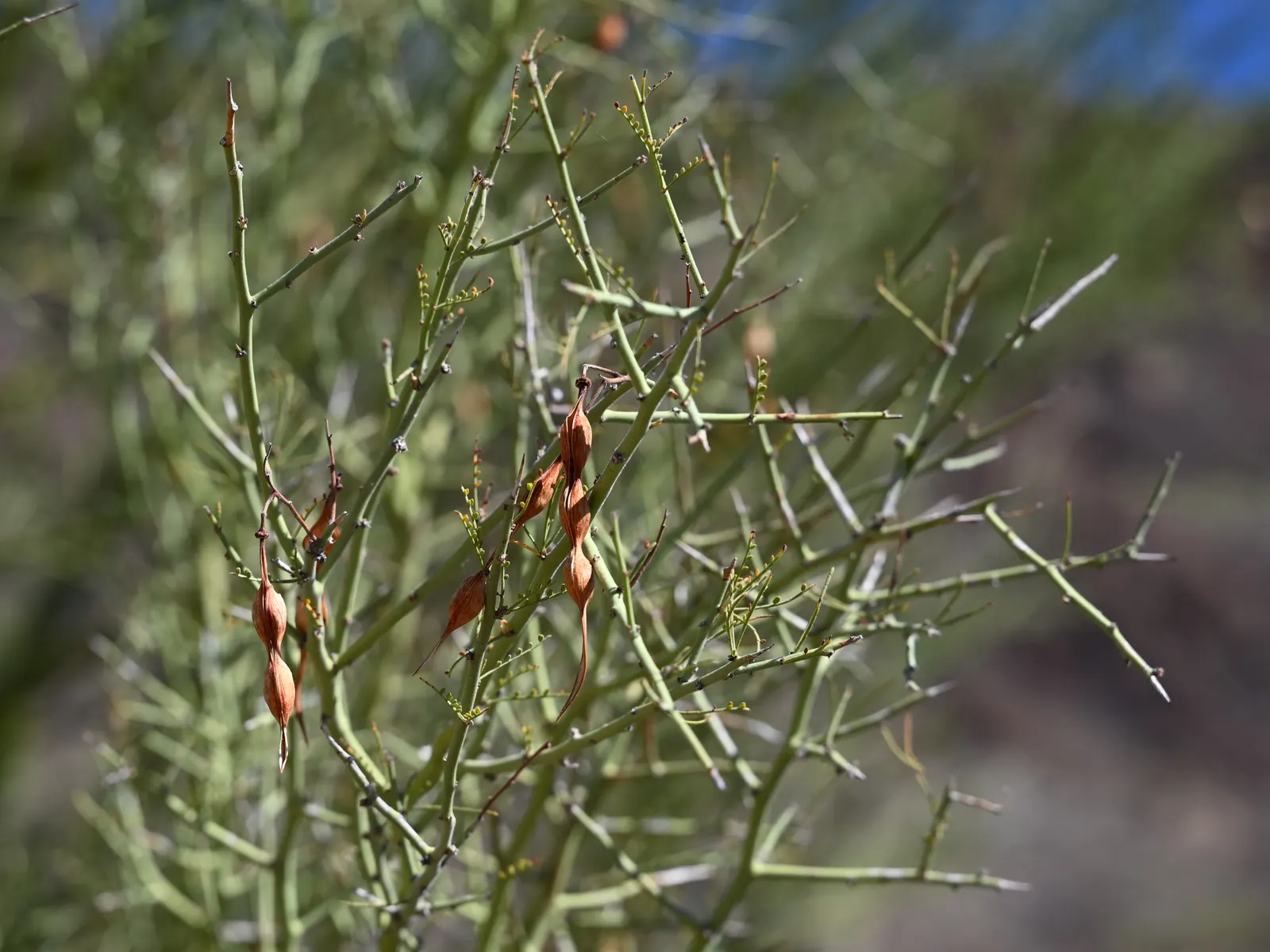 Foothills Palo Verde (Parkinsonia Microphylla) — It's a perfect choice for designers looking to create a sustainable and regionally authentic desert garden