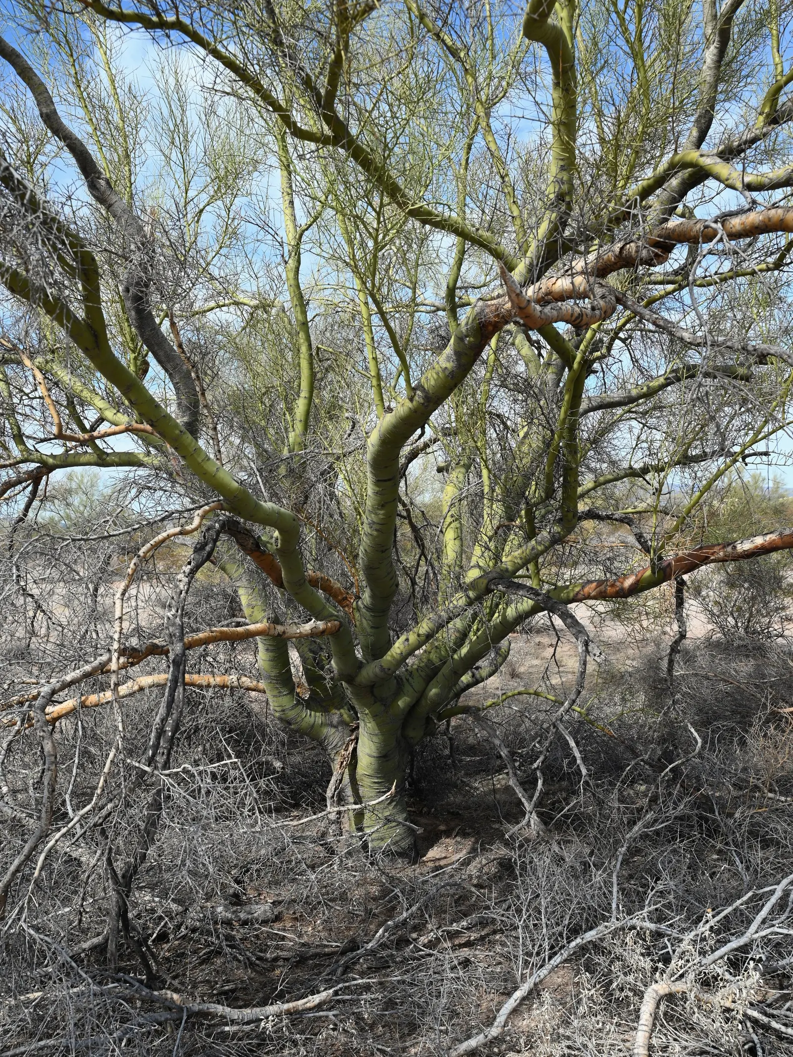 Foothills Palo Verde (Parkinsonia Microphylla) — small leaflets that reduce water loss; it reaches up to 20 feet in height, with a 20-foot canopy