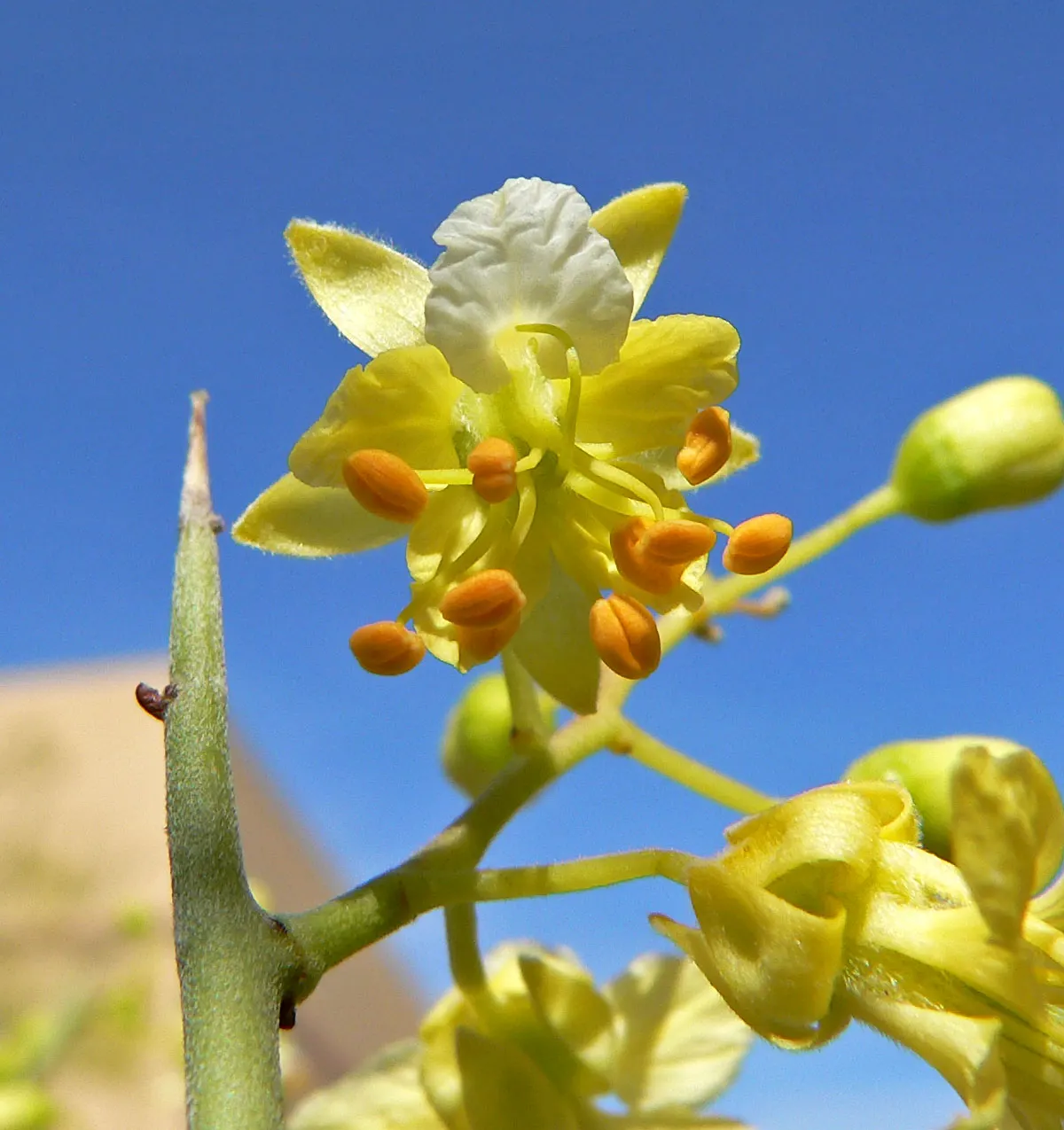 Foothills Palo Verde (Parkinsonia Microphylla) — providing a low-maintenance