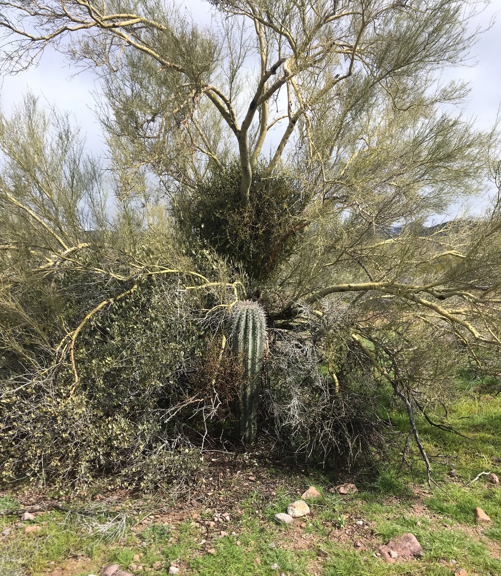 Foothills Palo Verde (Parkinsonia Microphylla) — shrub / tree for full