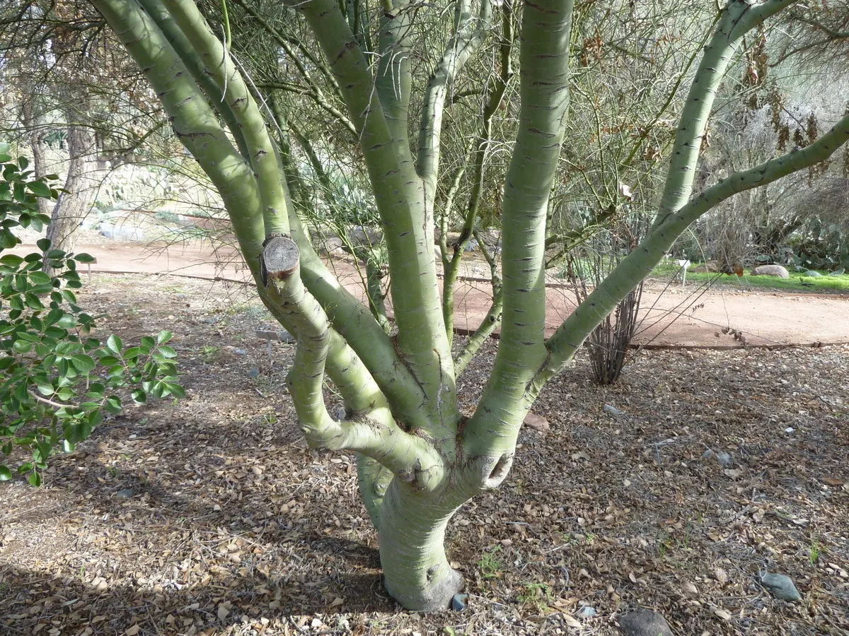 Foothills Palo Verde (Parkinsonia Microphylla) — though it prefers well-draining sites