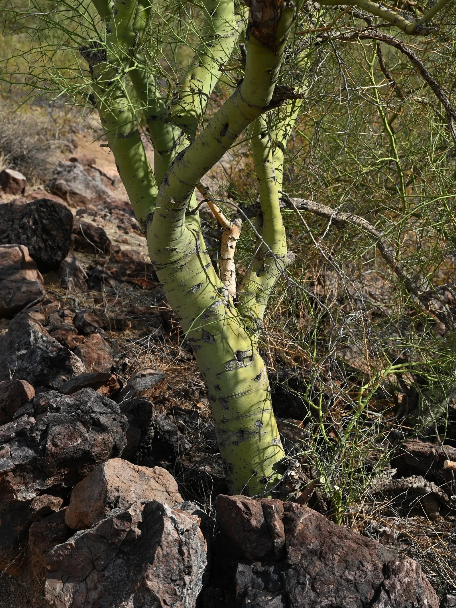 Foothills Palo Verde (Parkinsonia Microphylla) — Spring brings an exuberant display with clusters of vibrant yellow flowers