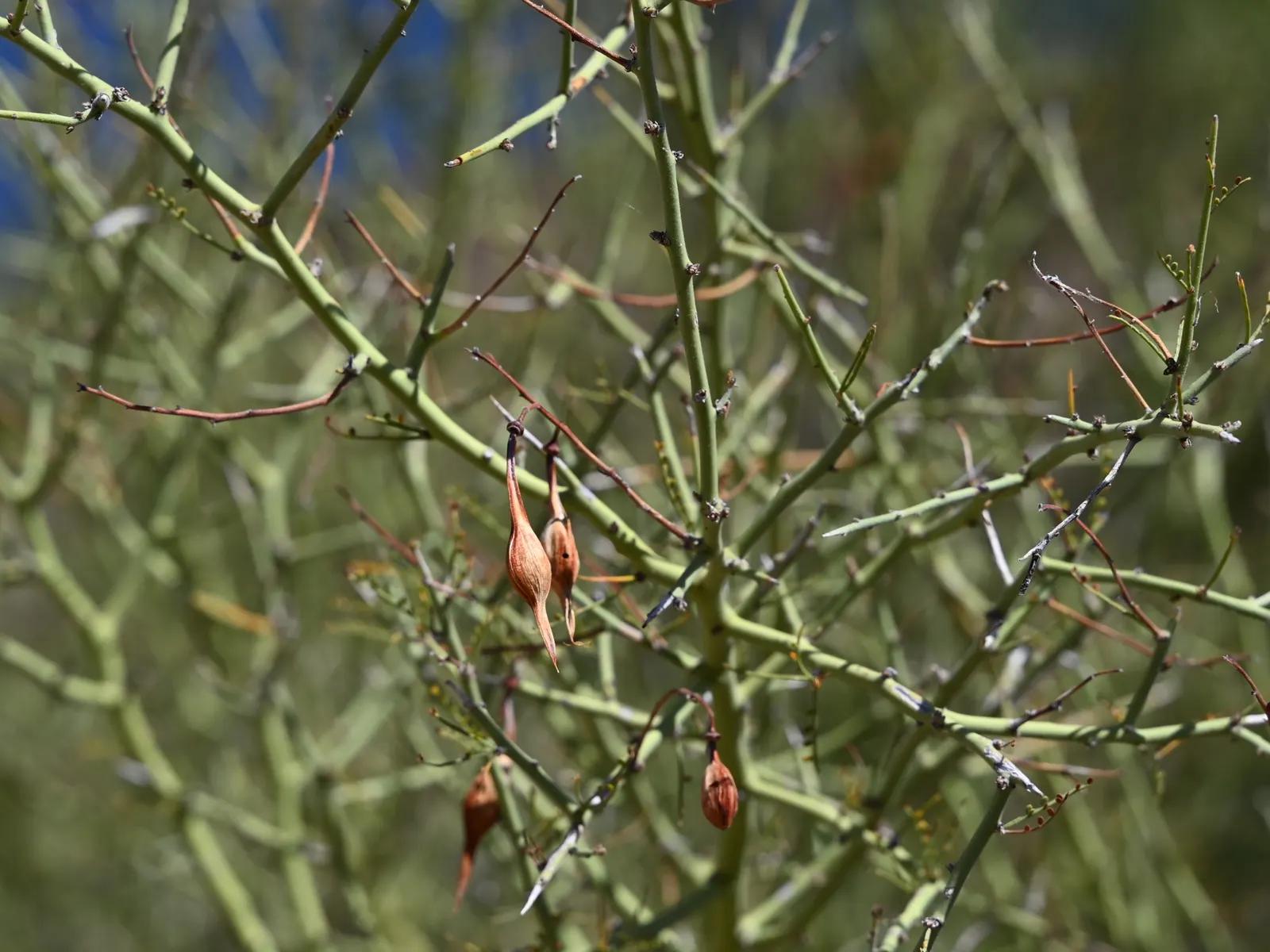 Foothills Palo Verde (Parkinsonia Microphylla) — the Foothills Palo Verde thrives in full sun and can adapt to a variety of soil types