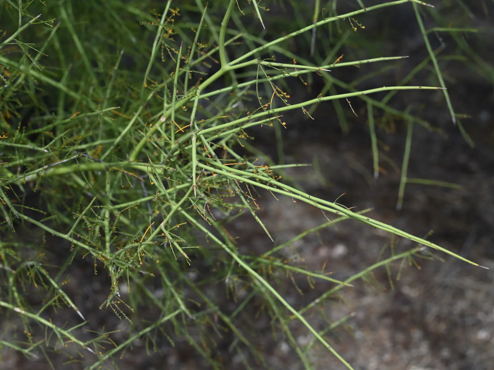 Foothills Palo Verde (Parkinsonia Microphylla) — This species boasts a delicate green bark; though it prefers well-draining sites