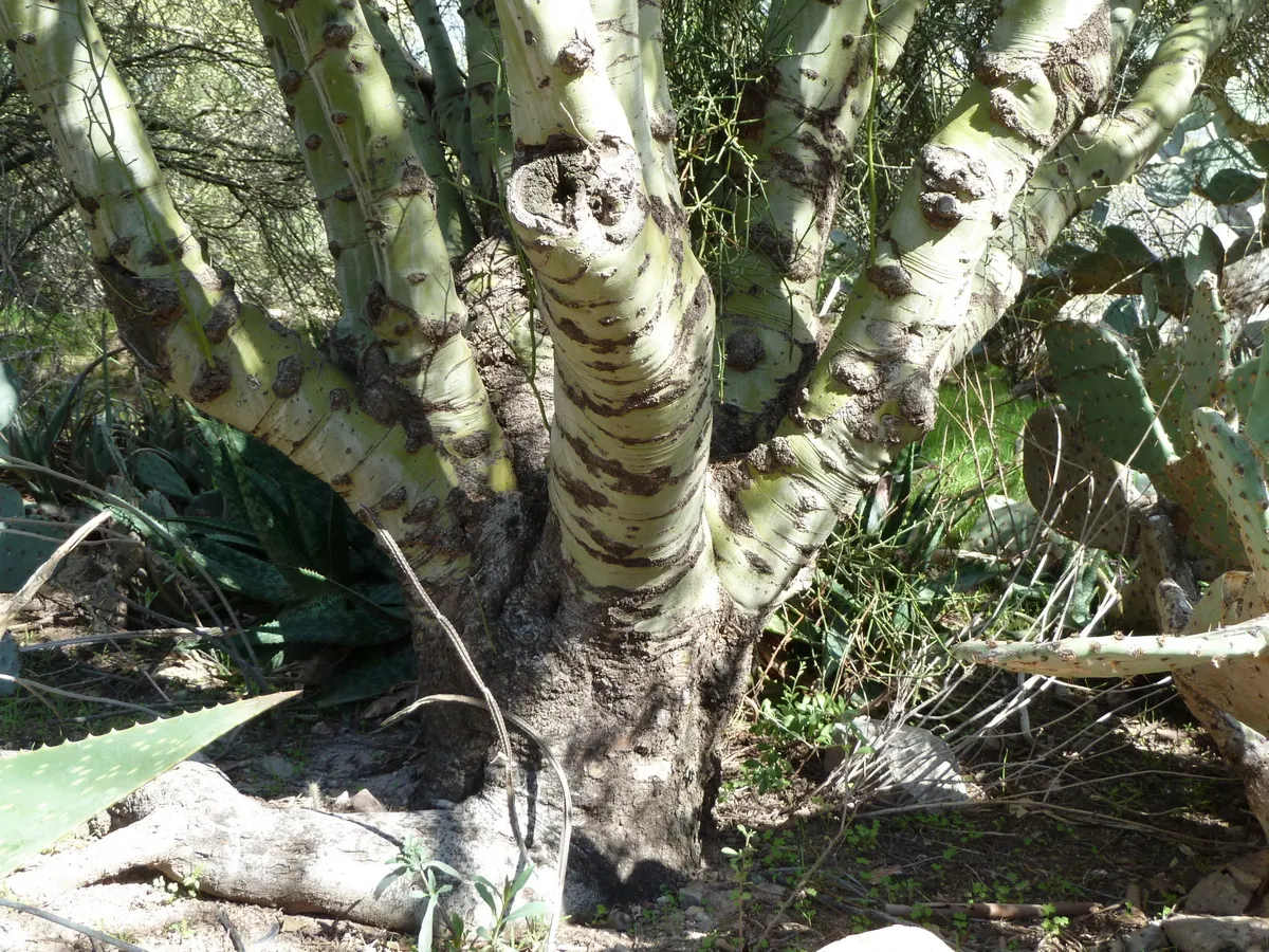 Foothills Palo Verde (Parkinsonia Microphylla) — Its foliage consists of minute, blue-green leaflets that delicately cluster along the branches