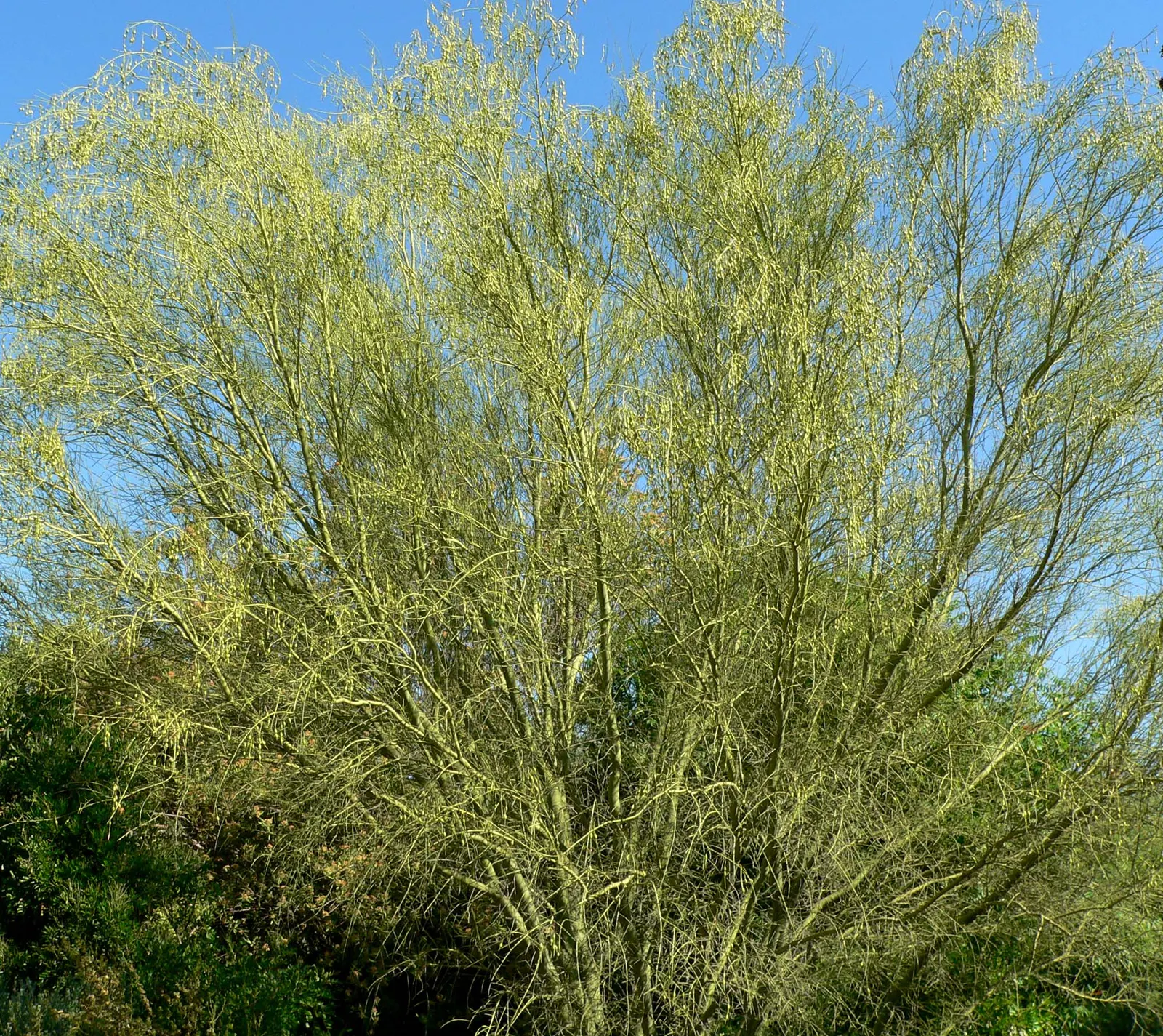 Foothills Palo Verde (Parkinsonia Microphylla) — scientifically known as Parkinsonia microphylla
