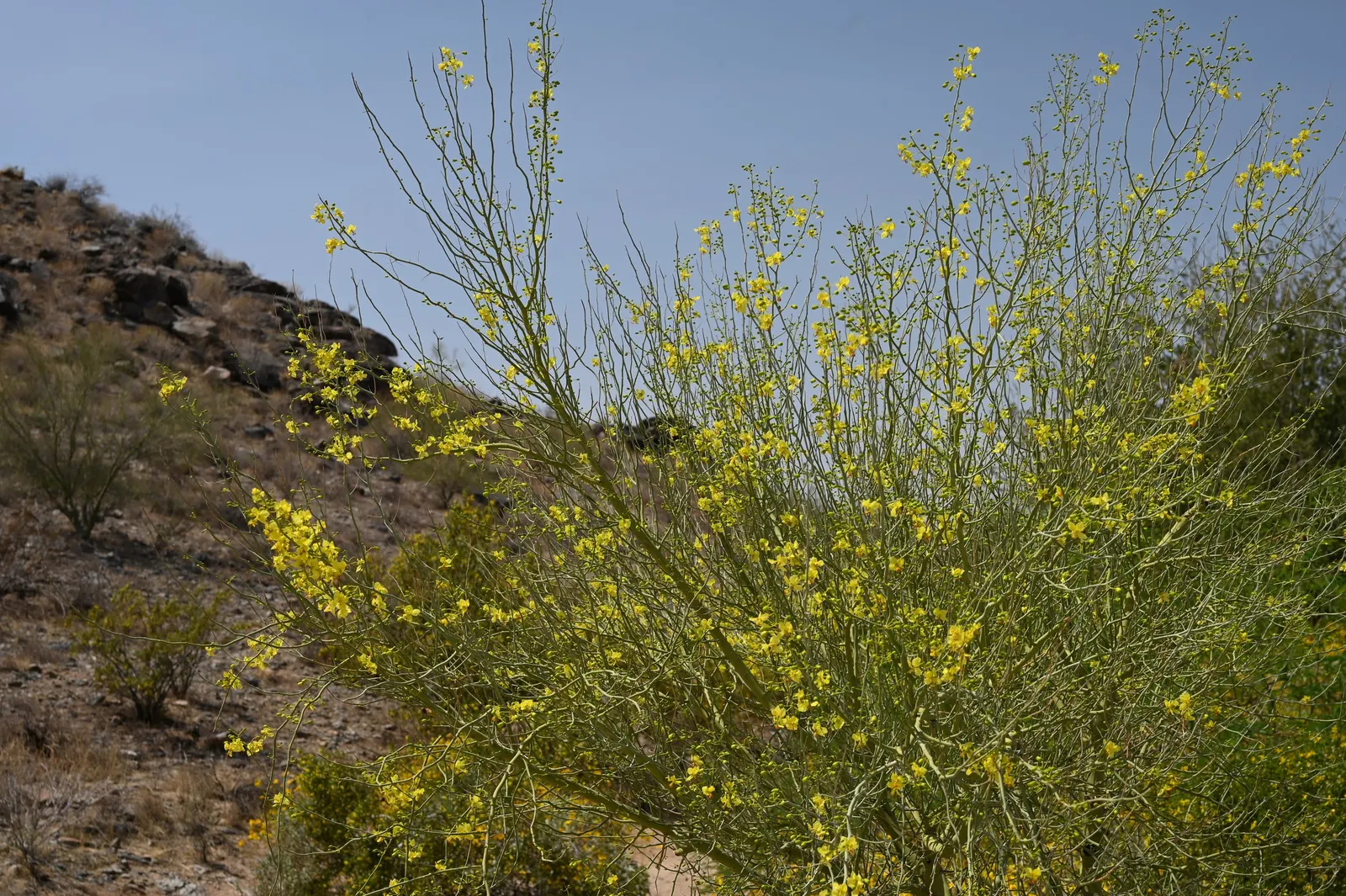 Foothills Palo Verde (Parkinsonia Microphylla) — small leaflets that reduce water loss