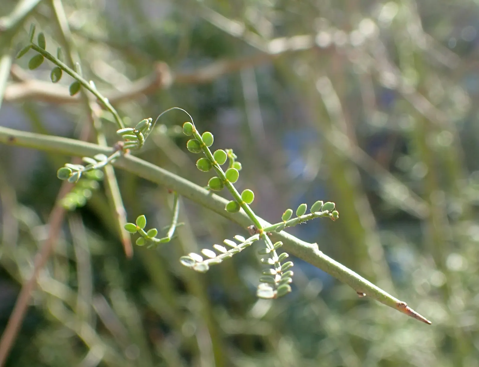 Foothills Palo Verde (Parkinsonia Microphylla) — Well-adapted to dry conditions