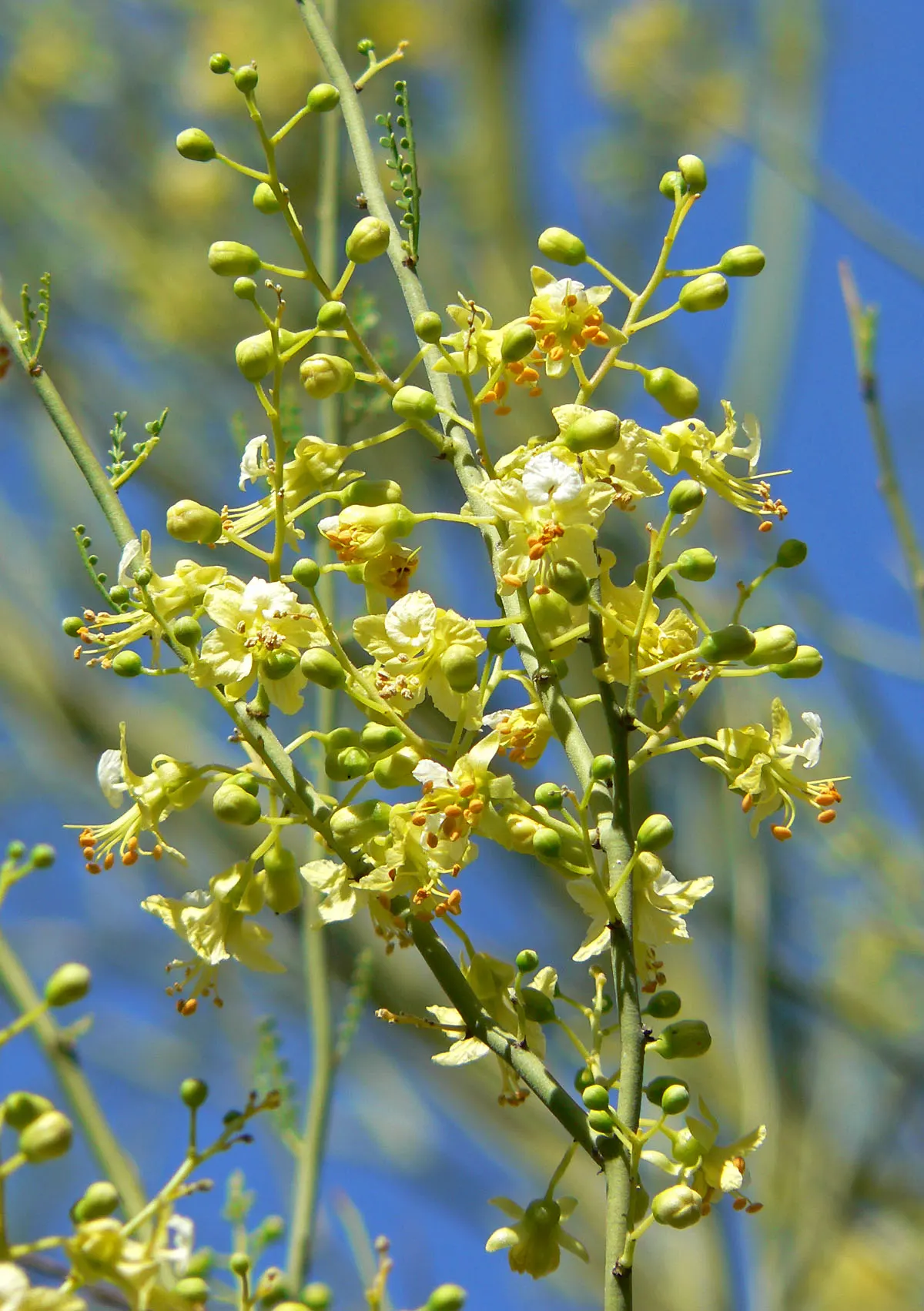 Foothills Palo Verde (Parkinsonia Microphylla) — a beneficial trait during leafless periods