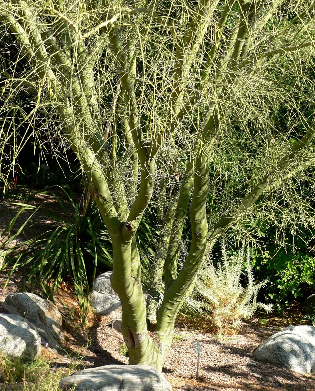 Foothills Palo Verde (Parkinsonia Microphylla) — and vibrant yellow blooms in late spring