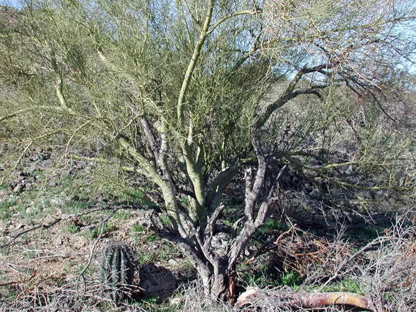 Foothills Palo Verde (Parkinsonia Microphylla) — The Foothills Palo Verde (Parkinsonia microphylla) is a deciduous tree native to the Sonoran Desert; small