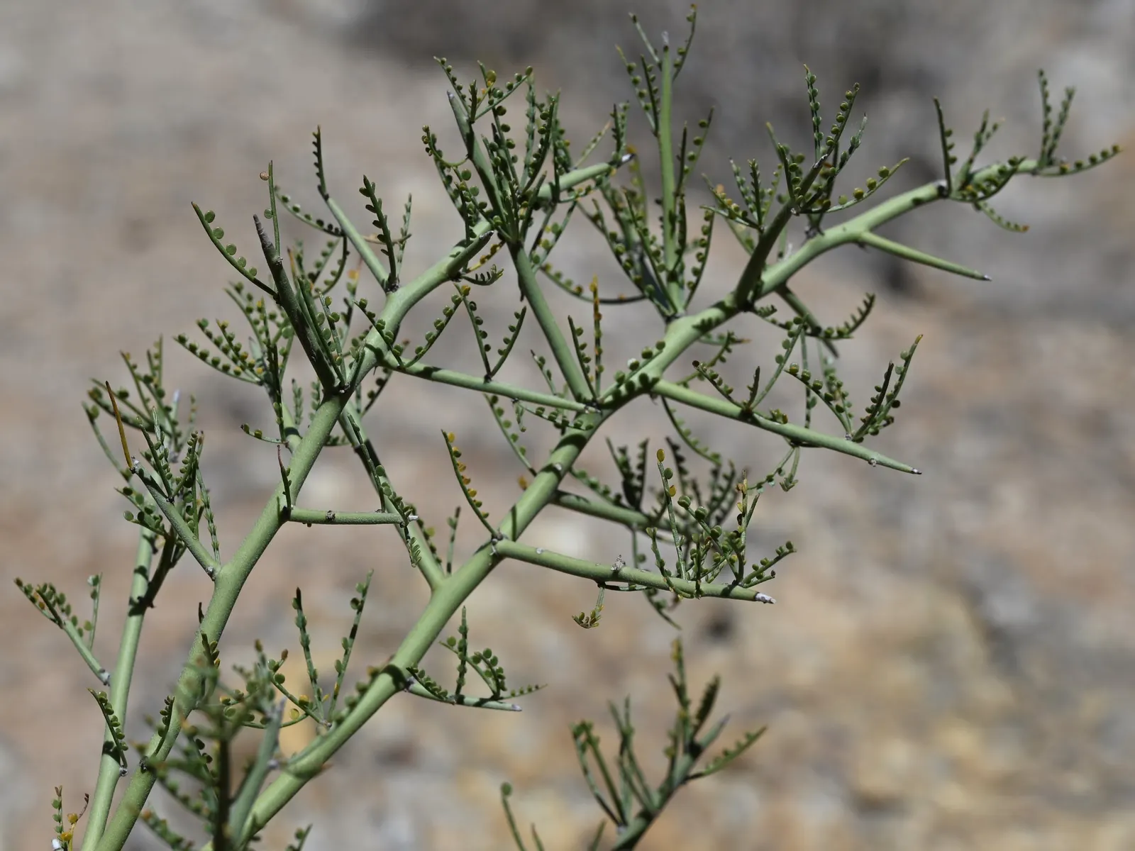 Foothills Palo Verde (Parkinsonia Microphylla) — It reaches up to 20 feet in height, with a 20-foot canopy; this deciduous tree can reach a mature height of