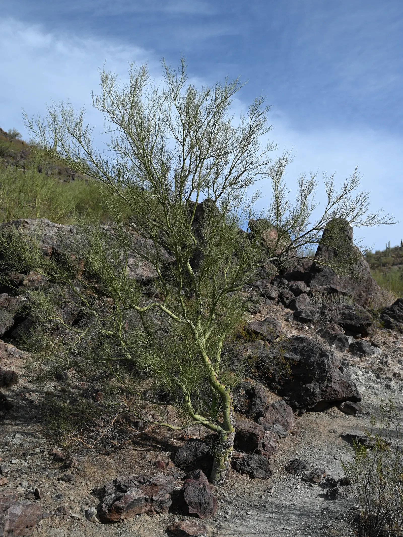 Foothills Palo Verde (Parkinsonia Microphylla) — Well-adapted to dry conditions; providing an eye-catching contrast against the pale green branches.<br><br>As