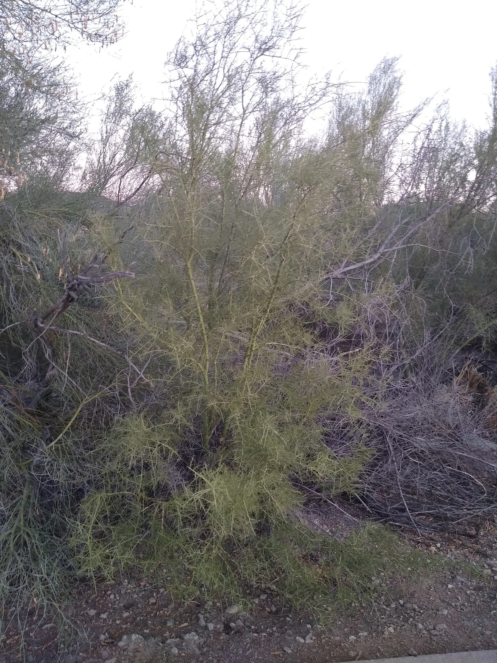 Foothills Palo Verde (Parkinsonia Microphylla) — which is adept at photosynthesis