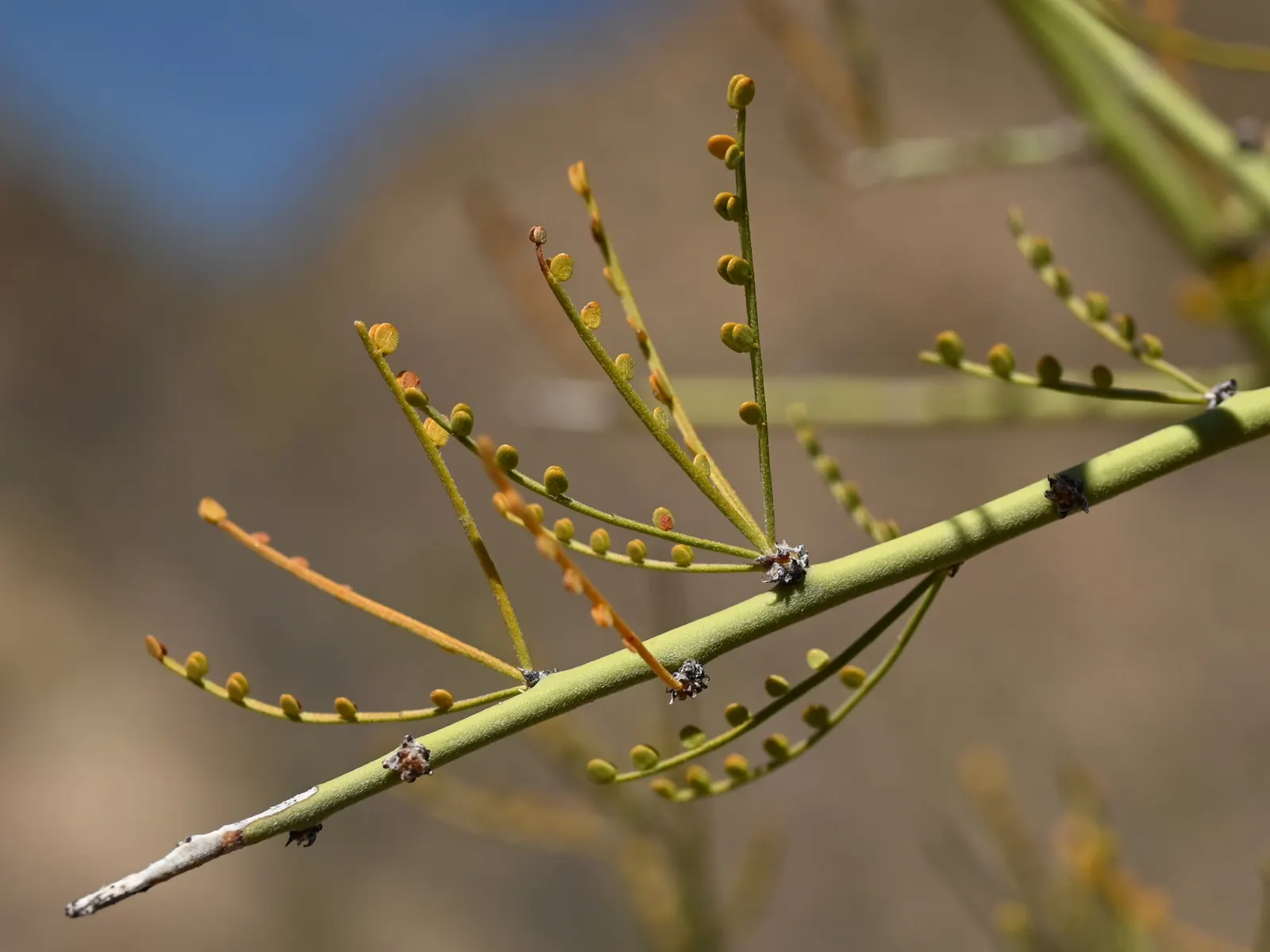 Foothills Palo Verde (Parkinsonia Microphylla) — This deciduous tree can reach a mature height of approximately 15 to 20 feet