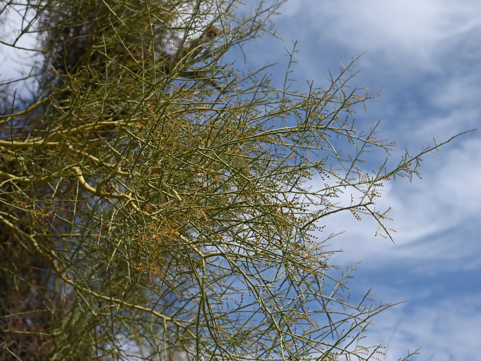 Foothills Palo Verde (Parkinsonia Microphylla) — Prune minimally to maintain its natural form and prevent over-thinning