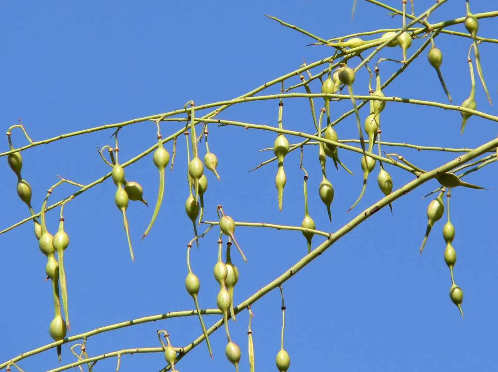 Foothills Palo Verde (Parkinsonia Microphylla) — This species boasts a delicate green bark
