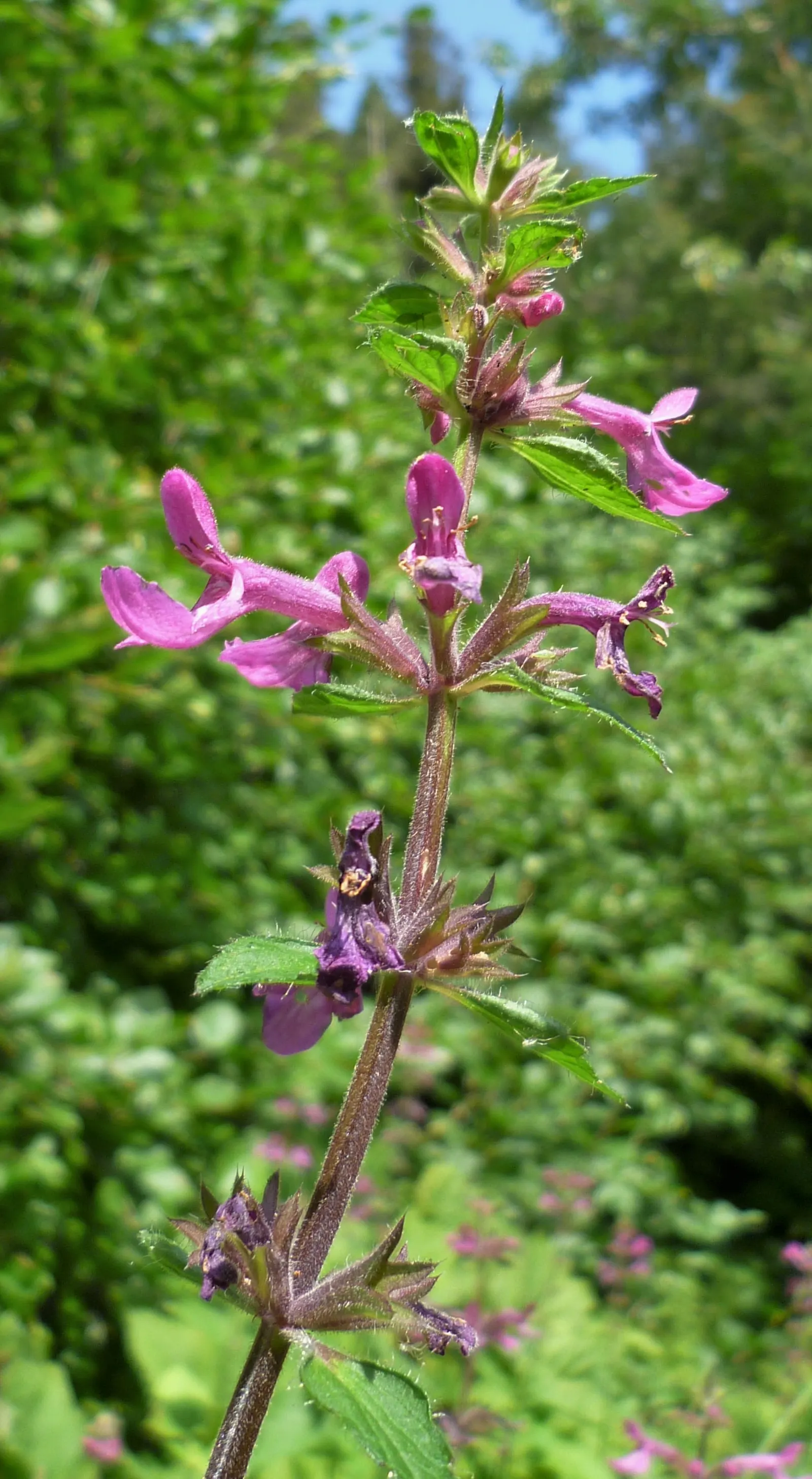 Coastal Hedgenettle (Stachys chamissonis) — heart-shaped leaves and spikes of tubular