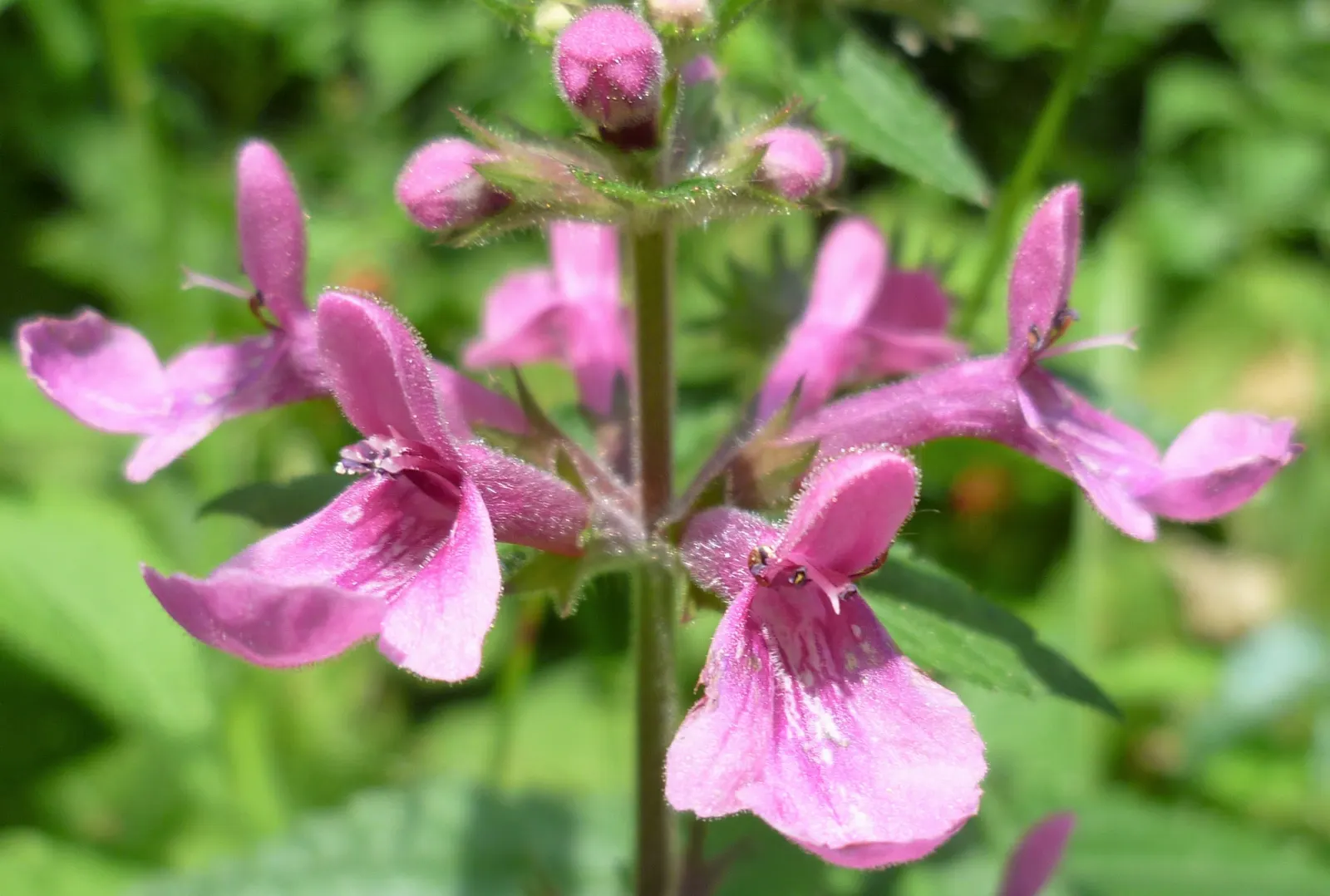 Coastal Hedgenettle (Stachys chamissonis) — Enjoying full sun to partial shade, this perennial stands 1-3 feet tall and spreads 1-2 feet wide