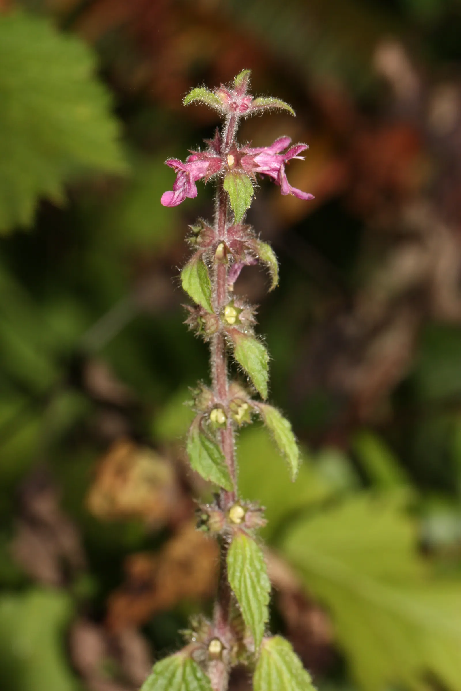 Coastal Hedgenettle (Stachys chamissonis) — making it an excellent middle-layer plant when considering the vertical dimension in your design
