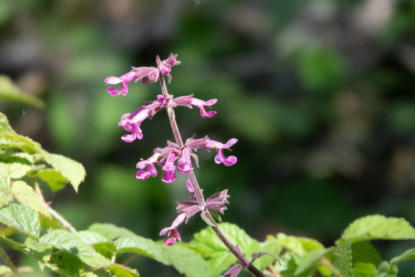 Coastal Hedgenettle (Stachys chamissonis) — commonly known as Coastal Hedgenettle or Beach Hedge-Nettle