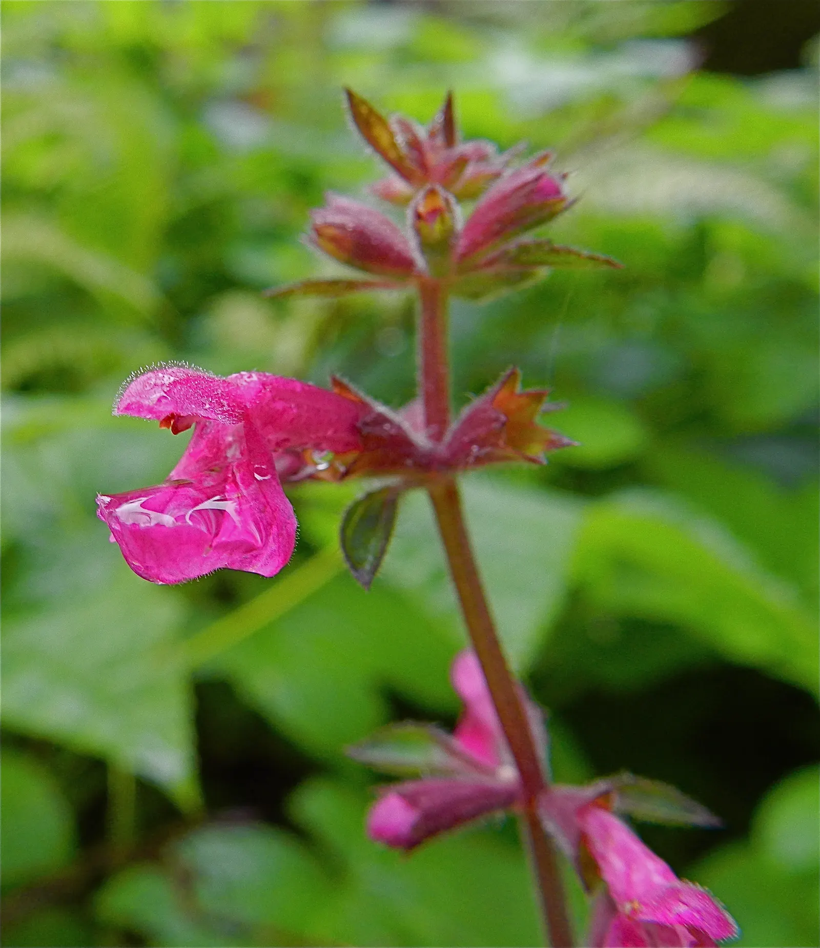 Coastal Hedgenettle (Stachys chamissonis) — It thrives in USDA zones 7-10, preferring moist, well-drained soils