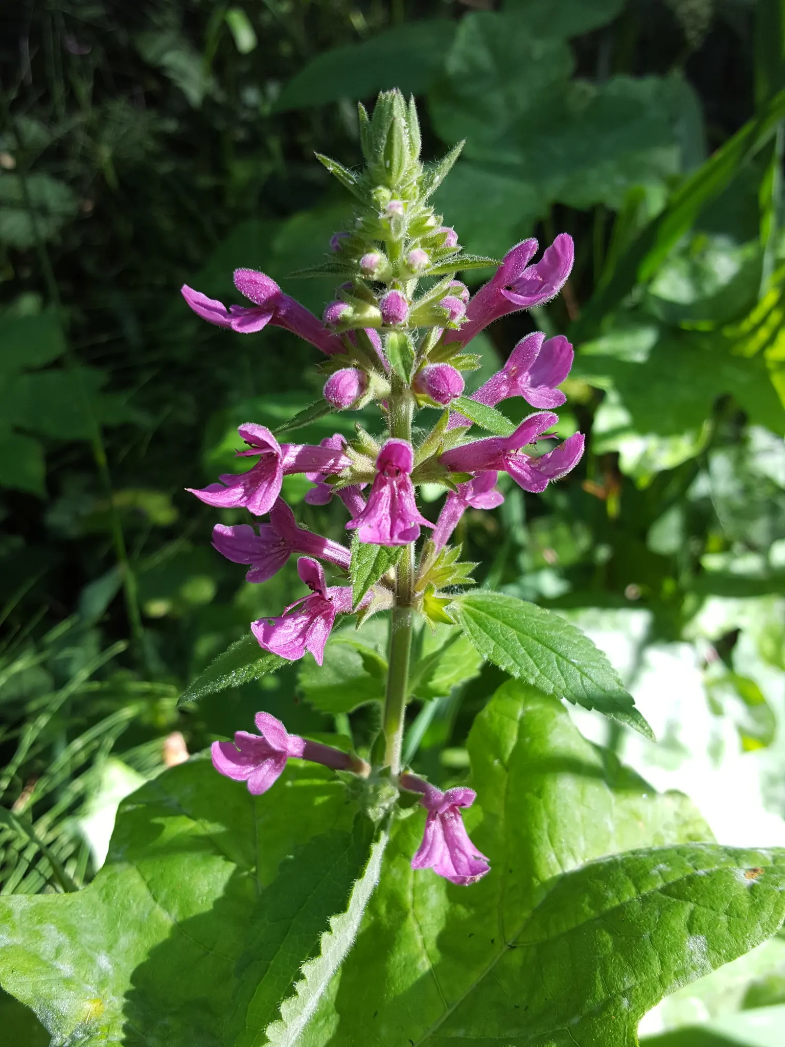 Coastal Hedgenettle (Stachys chamissonis) — with a spread that can match its height