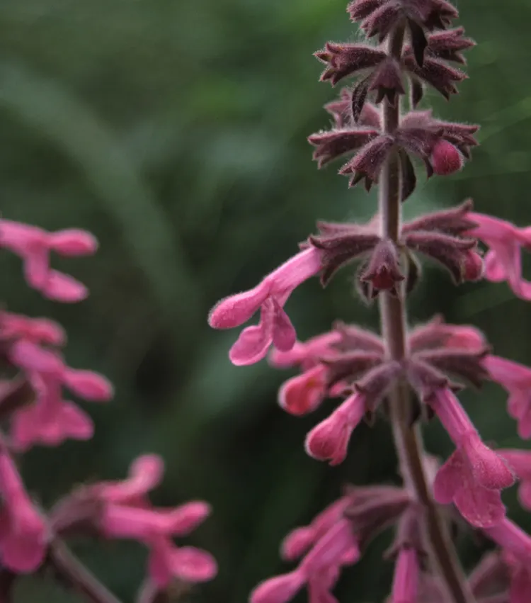 Coastal Hedgenettle (Stachys chamissonis) — Ideal for naturalistic plantings and pollinator gardens