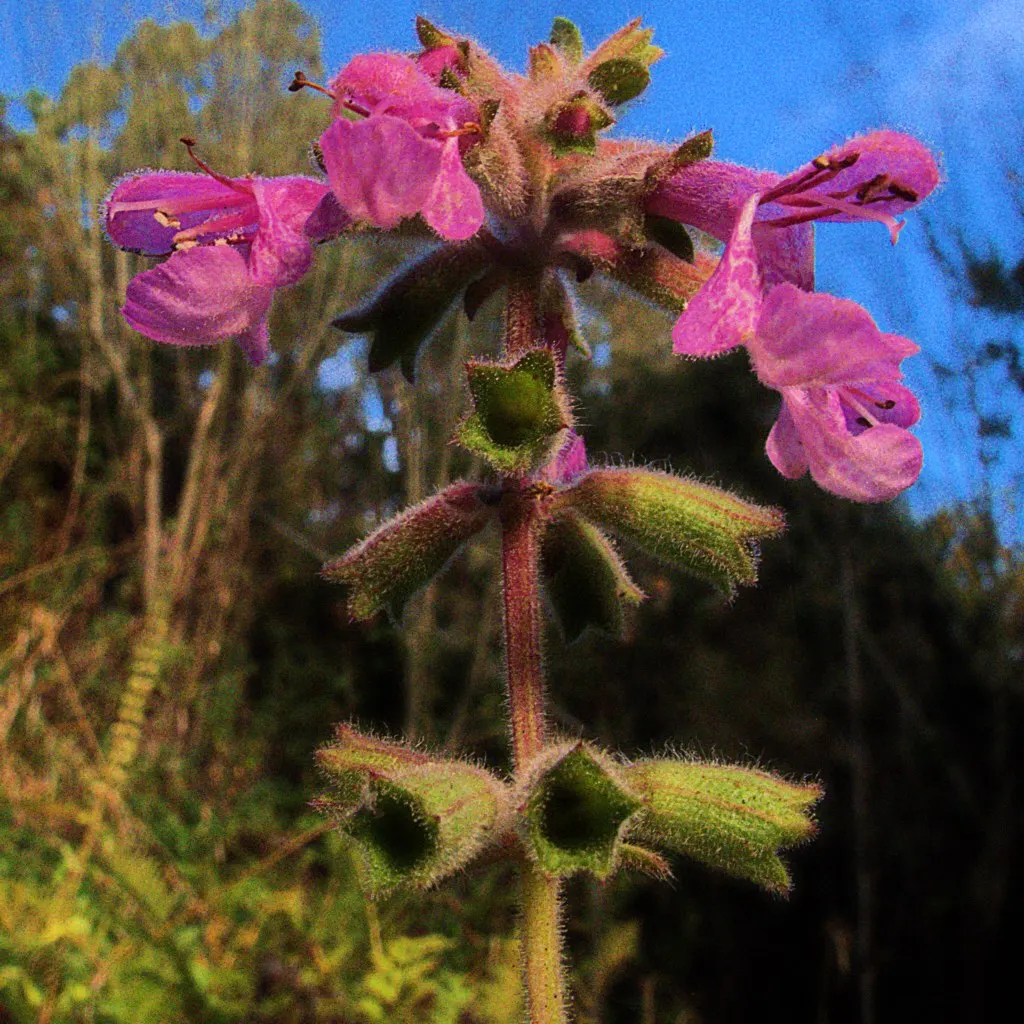 Coastal Hedgenettle (Stachys chamissonis) — ideally requiring around 1 inch of water per week