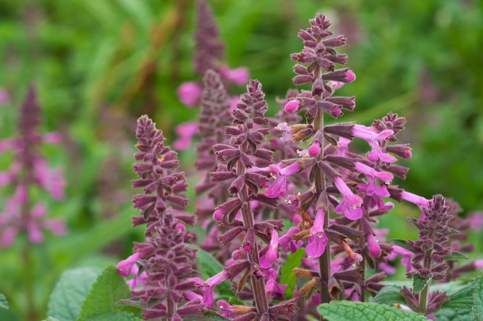 Coastal Hedgenettle (Stachys chamissonis) — The silvery-green foliage is textured, providing an appealing backdrop to its vibrant blooms