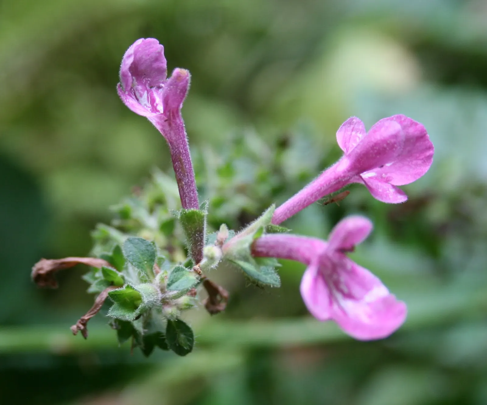 Coastal Hedgenettle (Stachys chamissonis) — making it an excellent choice for coastal locations