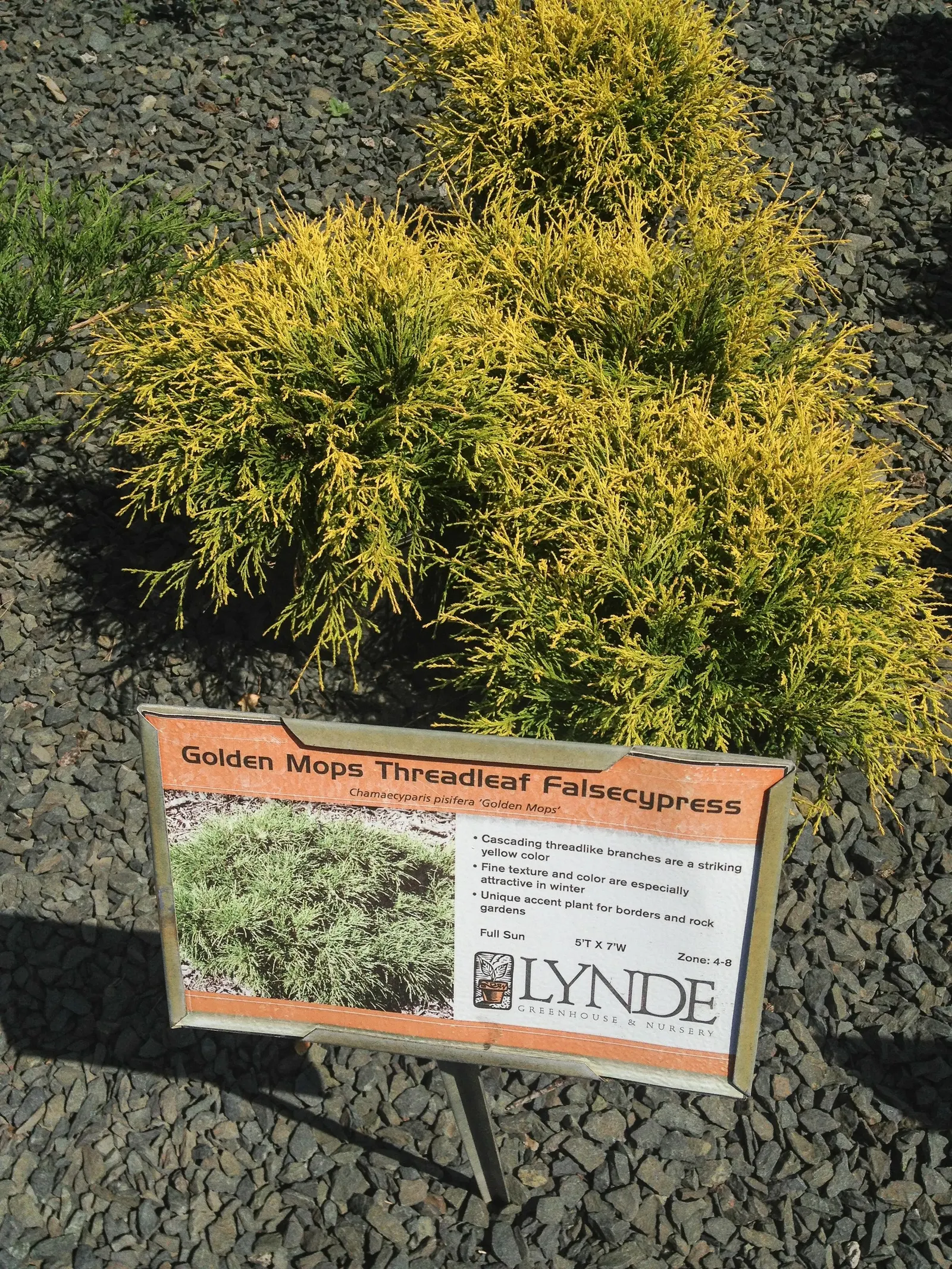 Golden Threadleaf Falsecypress (Chamaecyparis pisifera 'Filifera Aurea') — The Golden Threadleaf Falsecypress (Chamaecyparis p