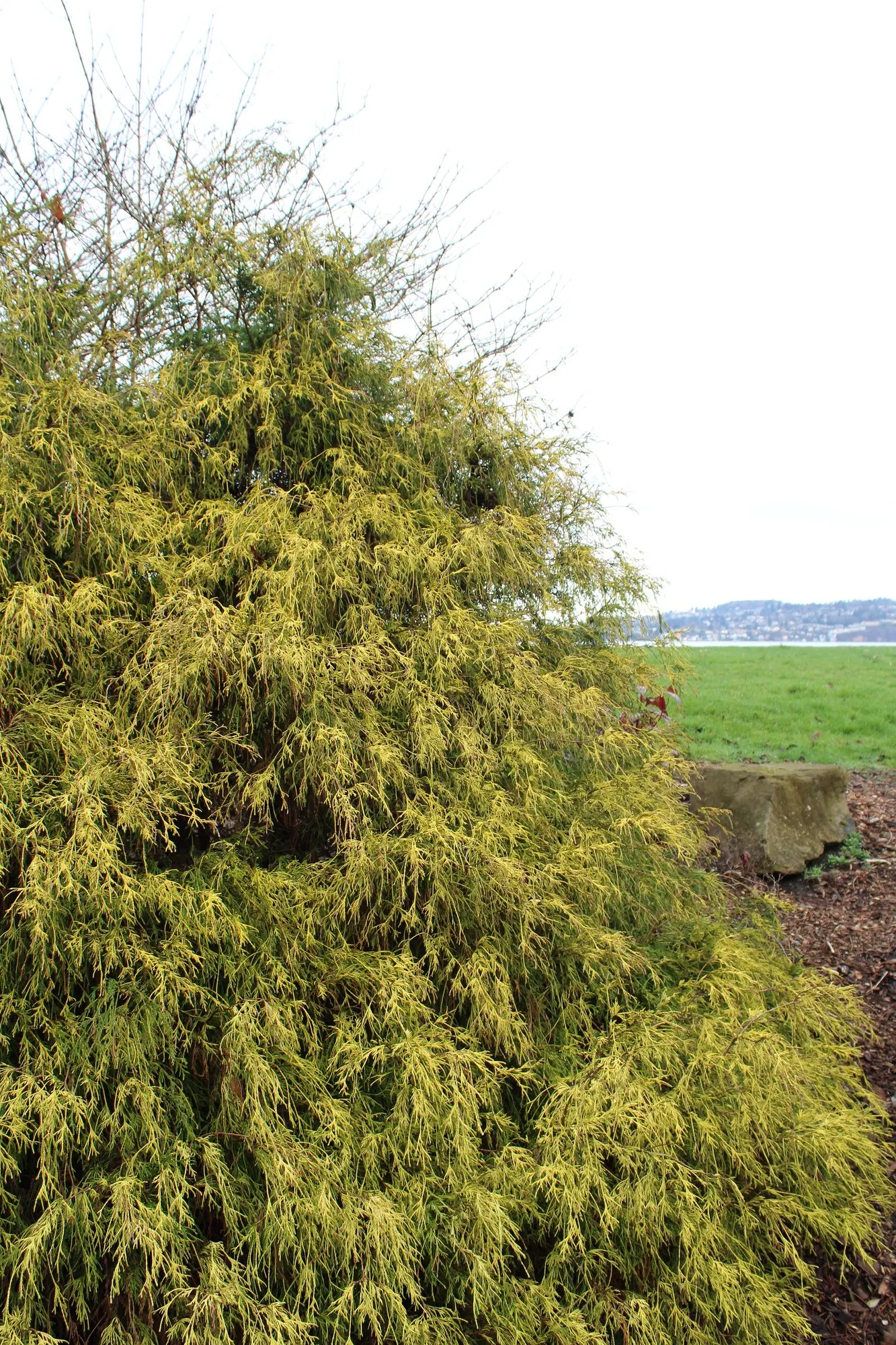 Golden Threadleaf Falsecypress (Chamaecyparis pisifera 'Filifera Aurea') — Ideal for accent or specimen use, it provides a striking contrast against darker