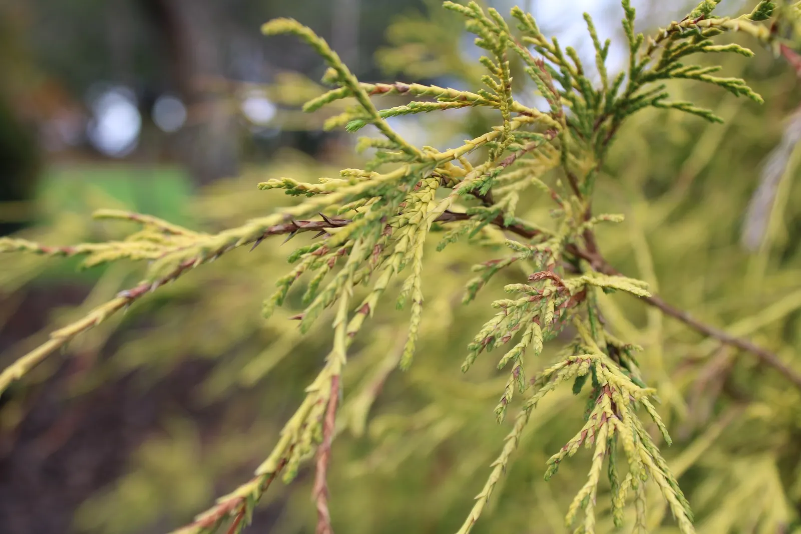 Golden Threadleaf Falsecypress (Chamaecyparis pisifera 'Filifera Aurea') — This cultivar boasts a vibrant golden-yellow hue