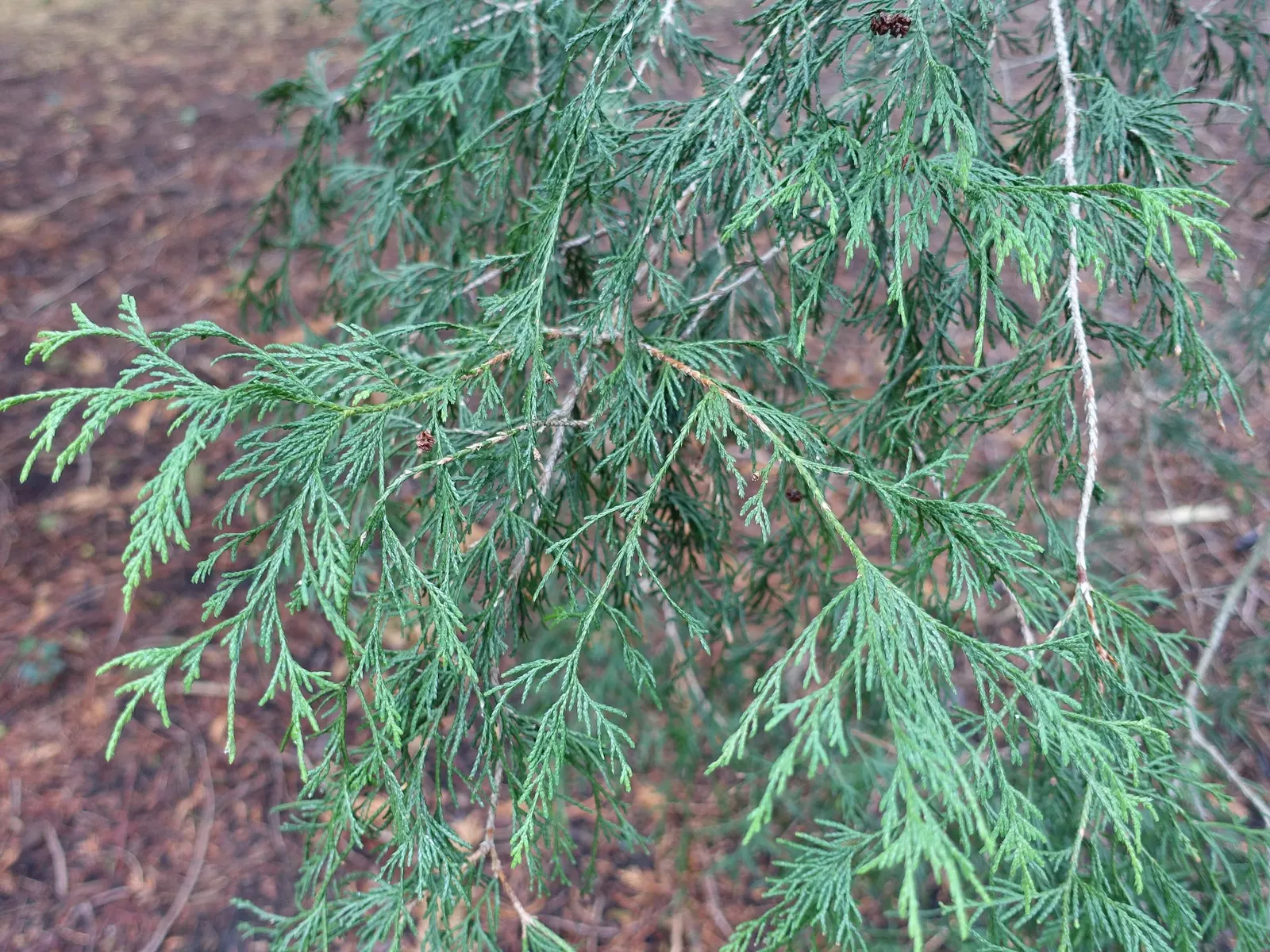 Golden Threadleaf Falsecypress (Chamaecyparis pisifera 'Filifera Aurea') — it adds year-round color and texture to landscapes