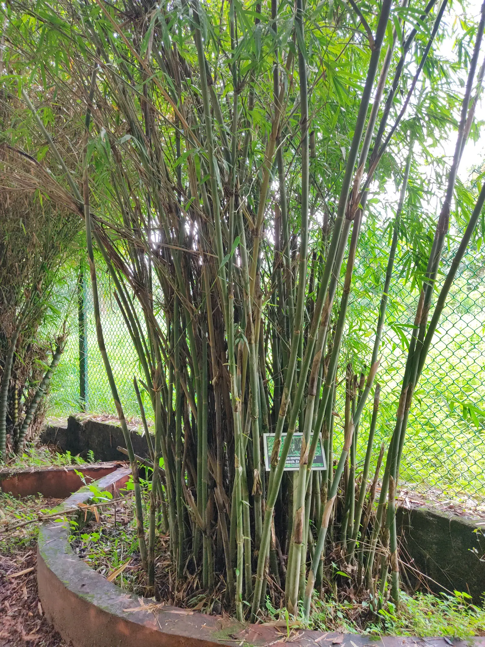 Alphonse Karr Bamboo (Bambusa Multiplex 'Alphonse Karr') — ensuring year-round privacy and greenery.<br><br>When planning for Alphonse Karr Bamboo in a