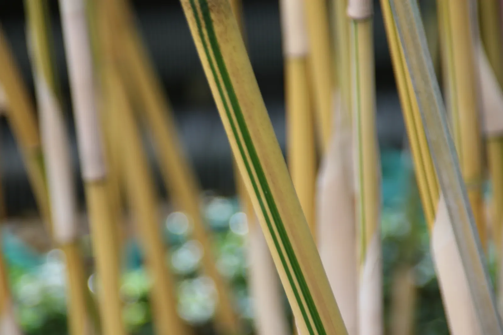 Alphonse Karr Bamboo (Bambusa Multiplex 'Alphonse Karr') — This non-invasive species reaches typical mature heights of 15-25 feet with a spread of 5-8 feet