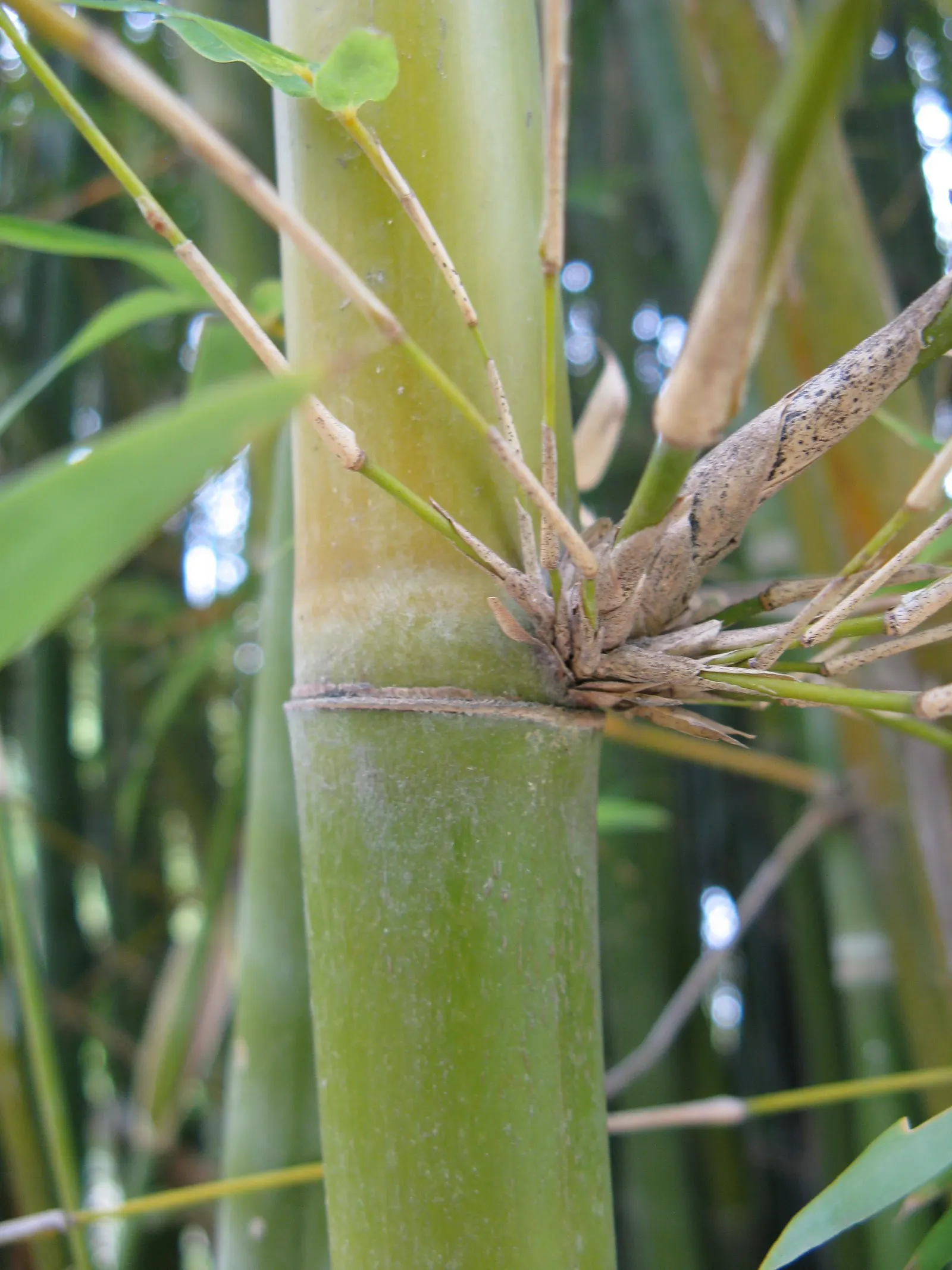 Alphonse Karr Bamboo (Bambusa Multiplex 'Alphonse Karr') — With its low maintenance and high visual impact; it will not invade spaces uncontrollably