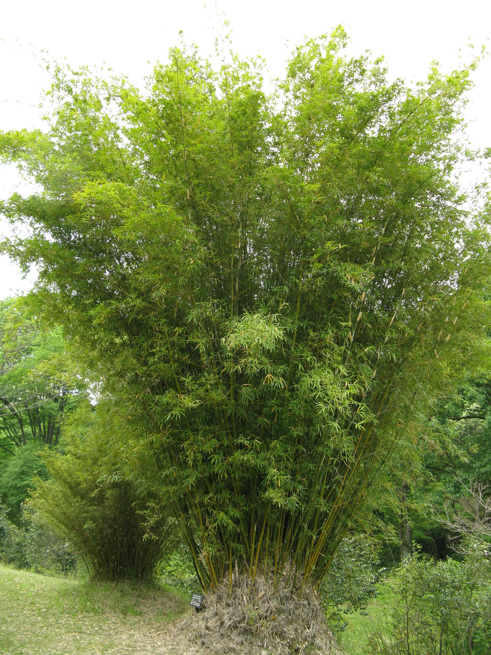Alphonse Karr Bamboo (Bambusa Multiplex 'Alphonse Karr') — this species adds a splash of color and tropical flair to any landscape.<br><br>Typically