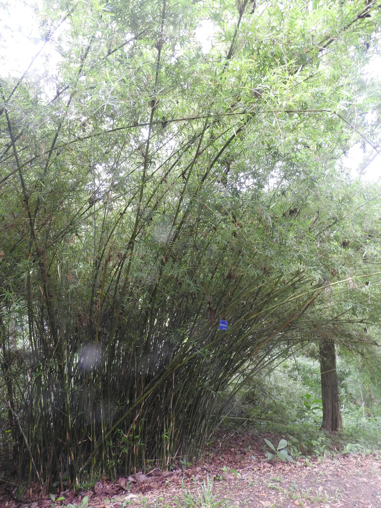 Alphonse Karr Bamboo (Bambusa Multiplex 'Alphonse Karr') — ensuring year-round privacy and greenery.<br><br>When planning for Alphonse Karr Bamboo, image 42