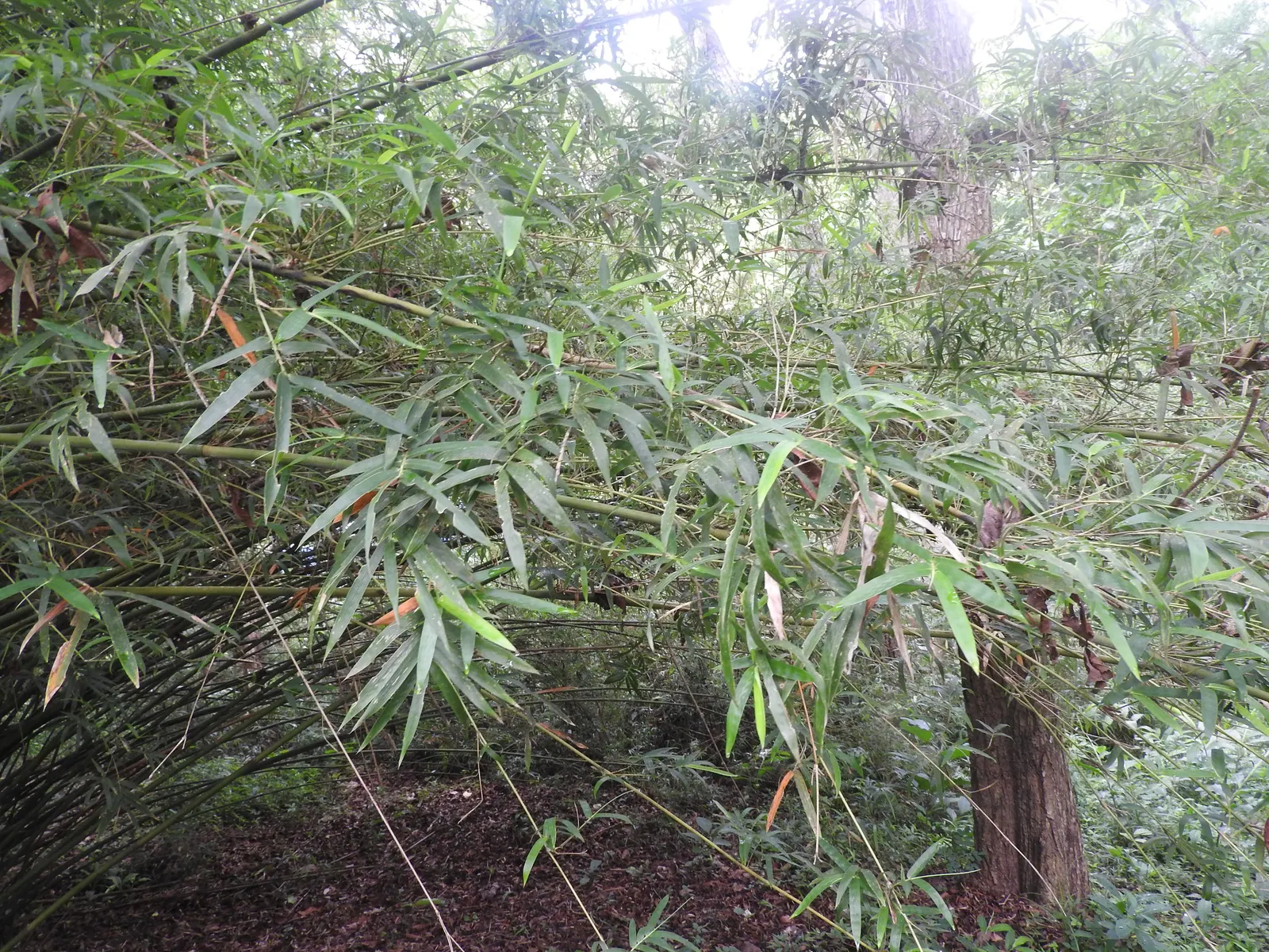Alphonse Karr Bamboo (Bambusa Multiplex 'Alphonse Karr') — This variant's dense foliage provides an effective noise barrier and windbreak; the culms are