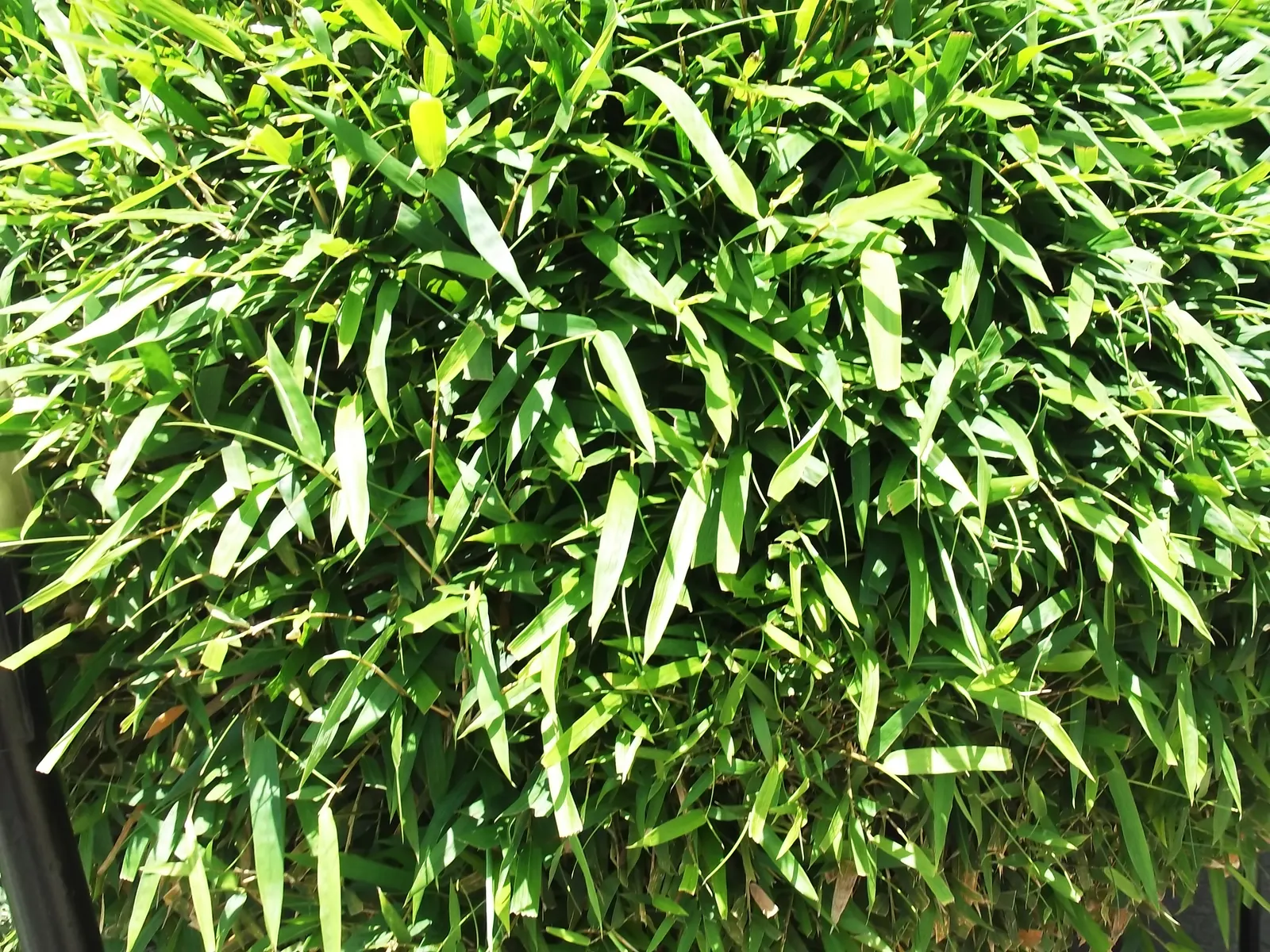 Alphonse Karr Bamboo (Bambusa Multiplex 'Alphonse Karr') — well-draining soil will promote healthy growth
