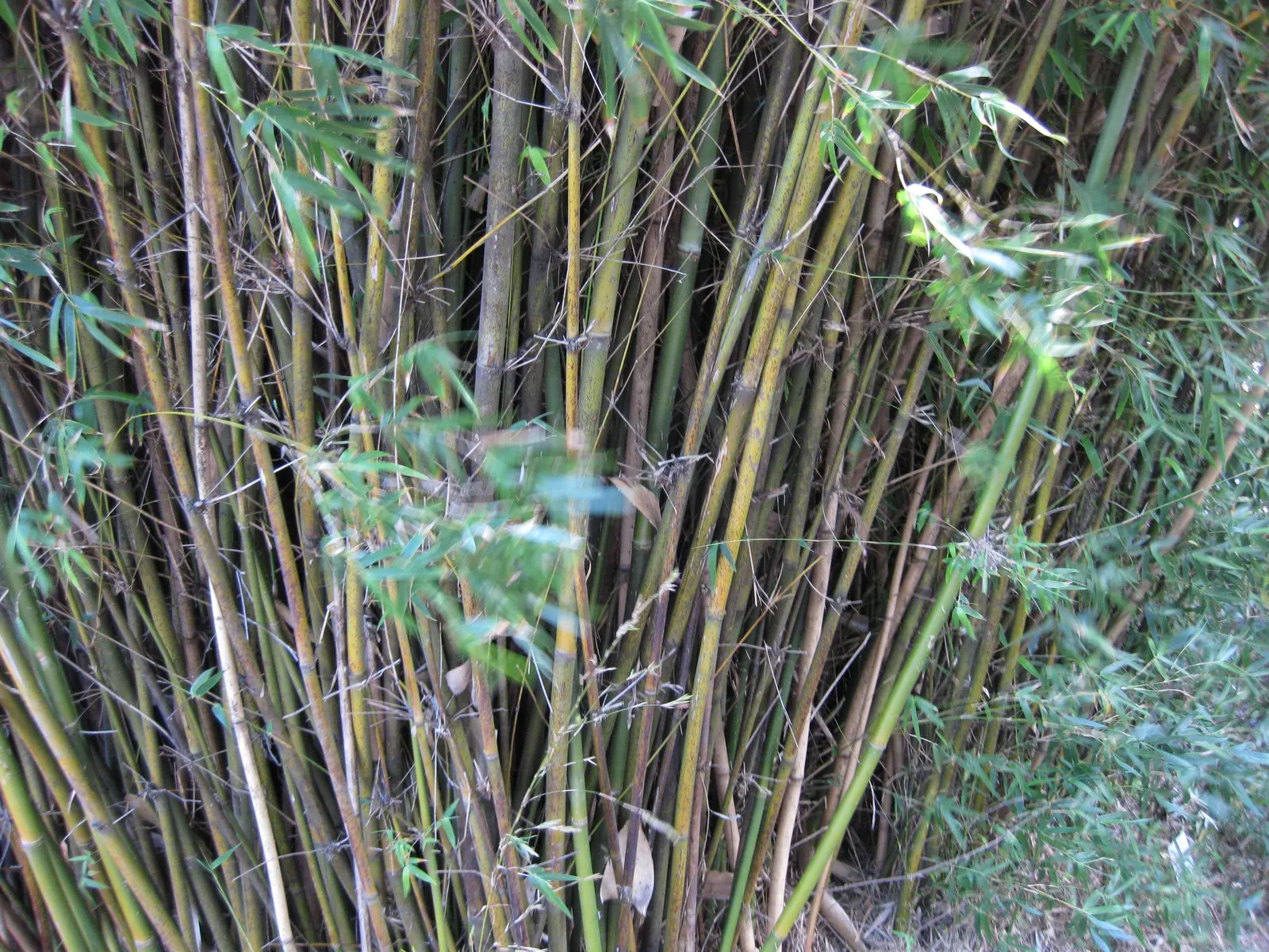 Alphonse Karr Bamboo (Bambusa Multiplex 'Alphonse Karr') — Thrives in USDA zones 7-9 and requires moderate watering; distinct for its vibrant culms