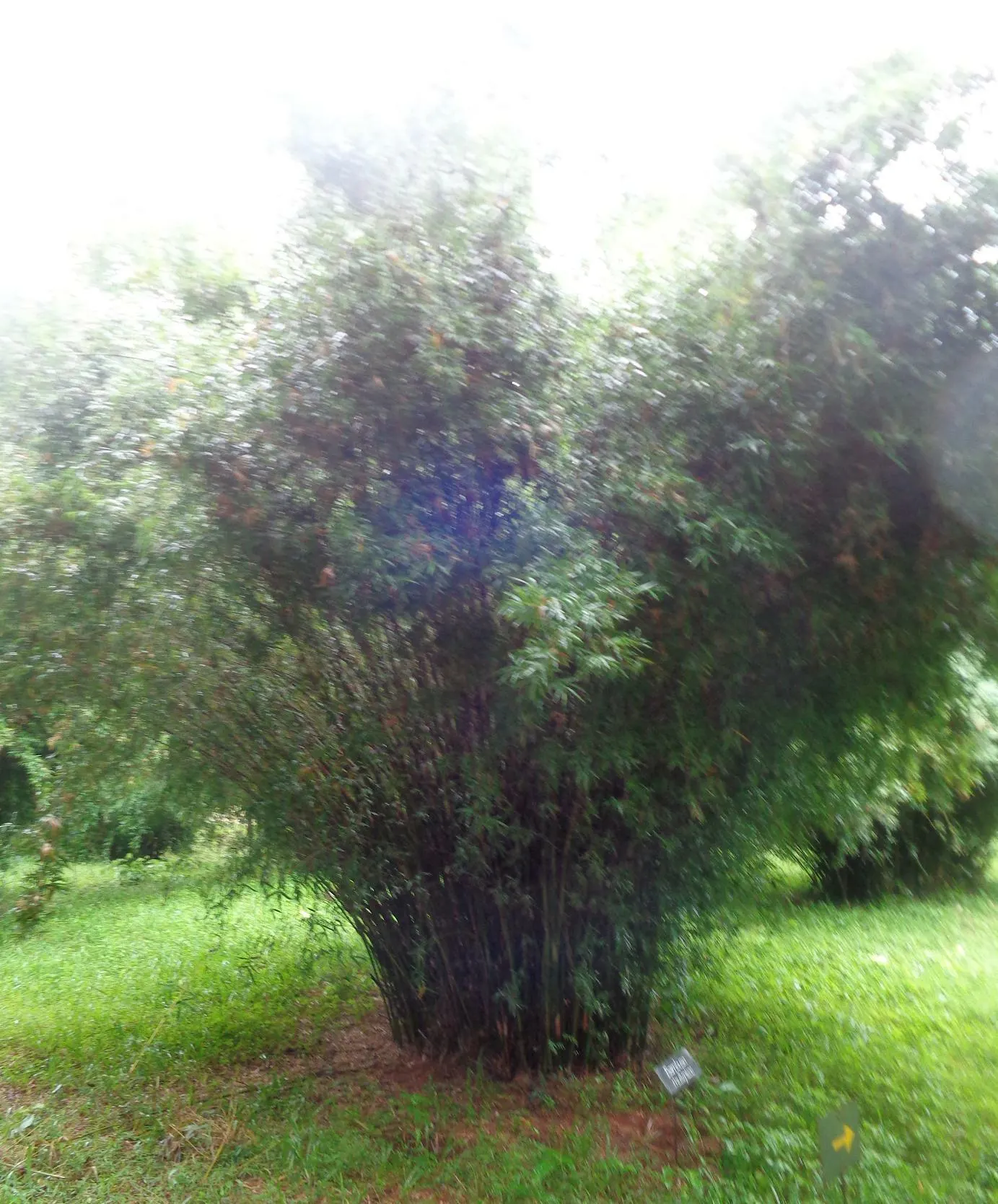 Alphonse Karr Bamboo (Bambusa Multiplex 'Alphonse Karr') — and although it tolerates drought; sought after for its ornamental qualities and effectiveness as a