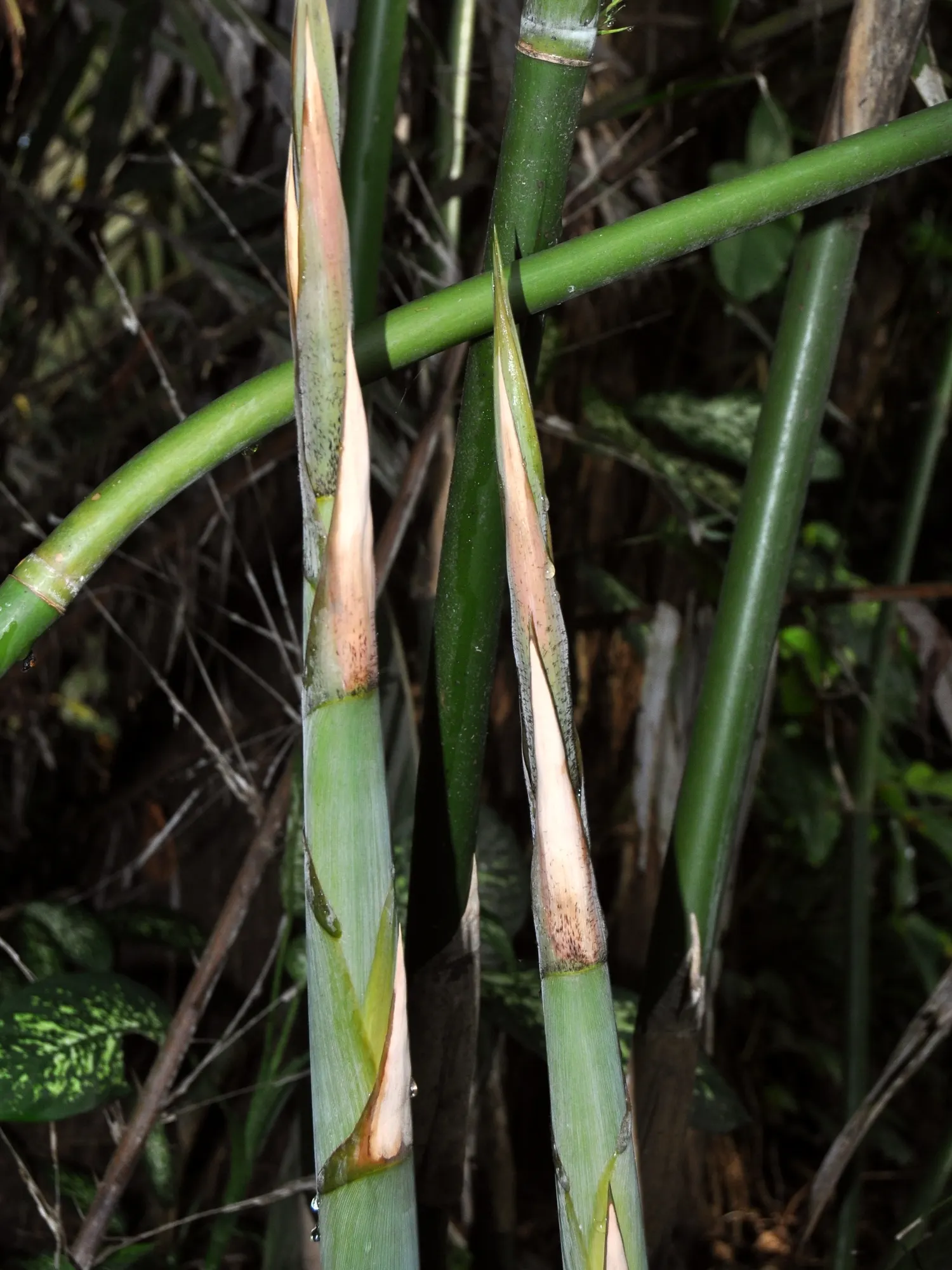 Alphonse Karr Bamboo (Bambusa Multiplex 'Alphonse Karr') — with a moderate growth rate that allows for manageable maintenance; which exhibit a unique pattern