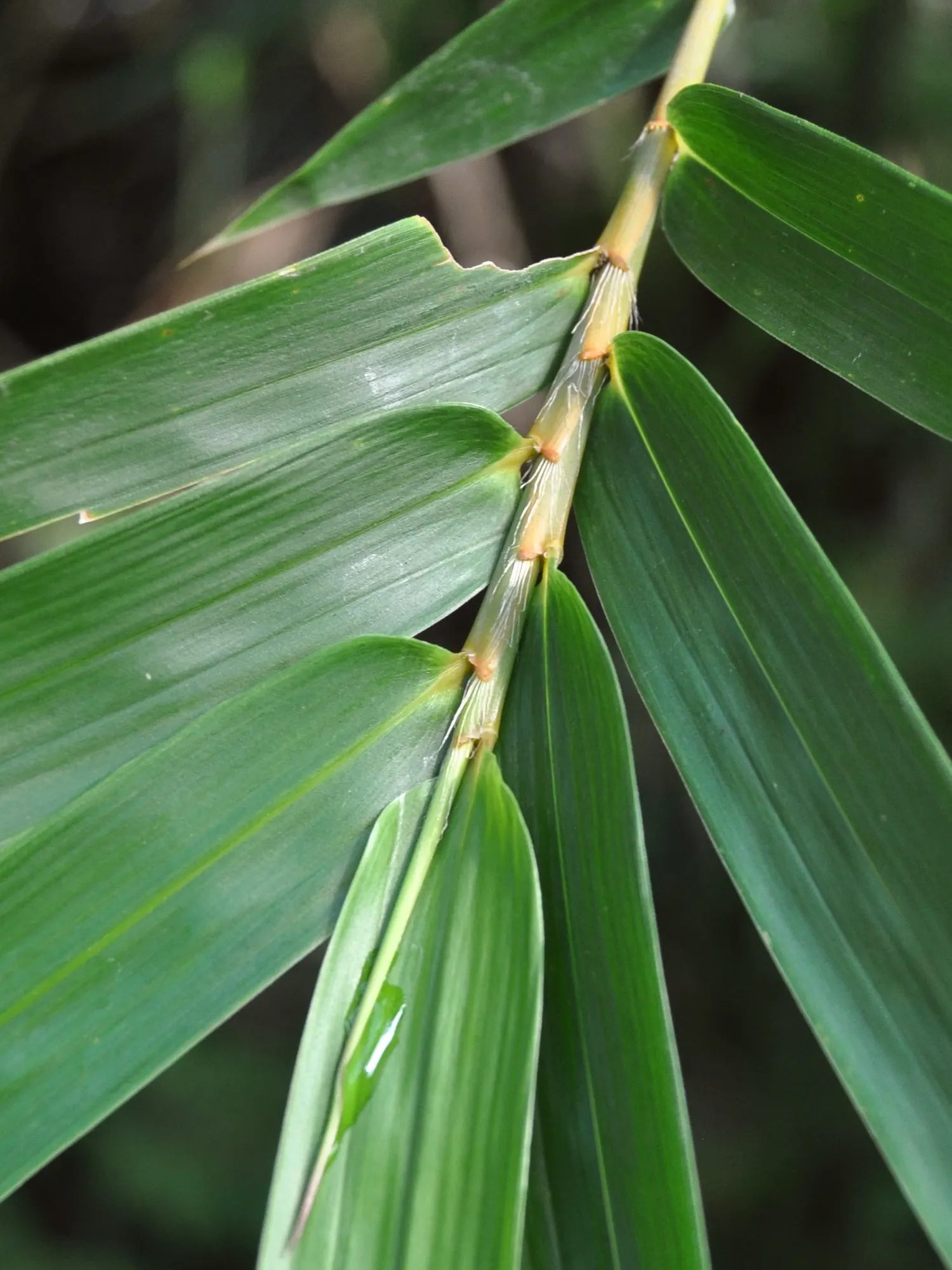 Alphonse Karr Bamboo (Bambusa Multiplex 'Alphonse Karr') — sought after for its ornamental qualities and effectiveness as a privacy screen or hedge; and