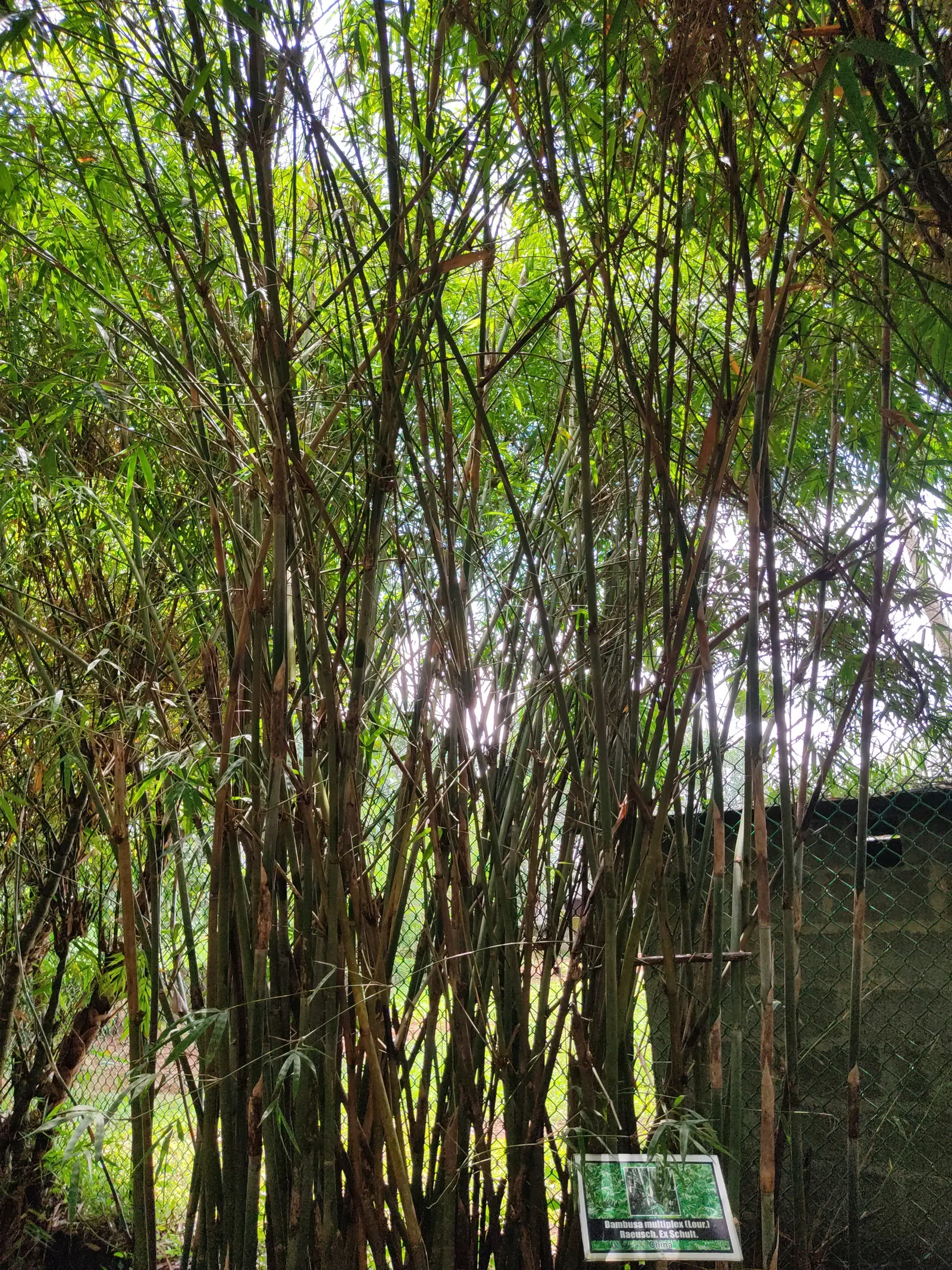Alphonse Karr Bamboo (Bambusa Multiplex 'Alphonse Karr') — Alphonse Karr Bamboo reaches a mature height of 15 to 25 feet